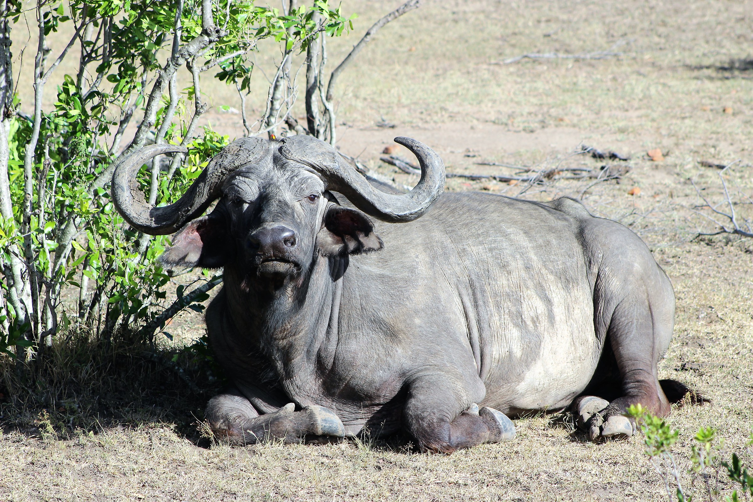 Bè che hai da guardare