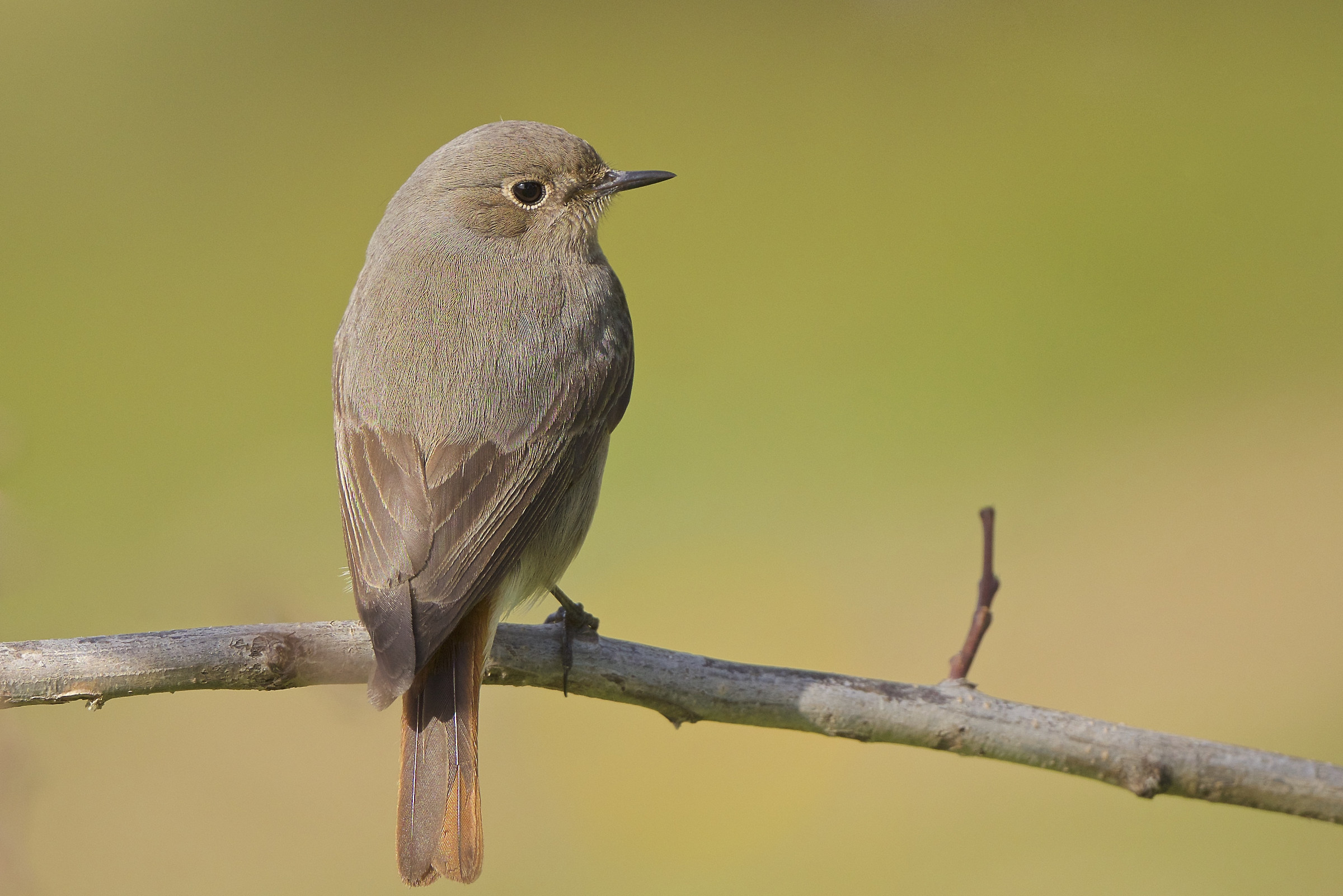Codirosso spazzacamino