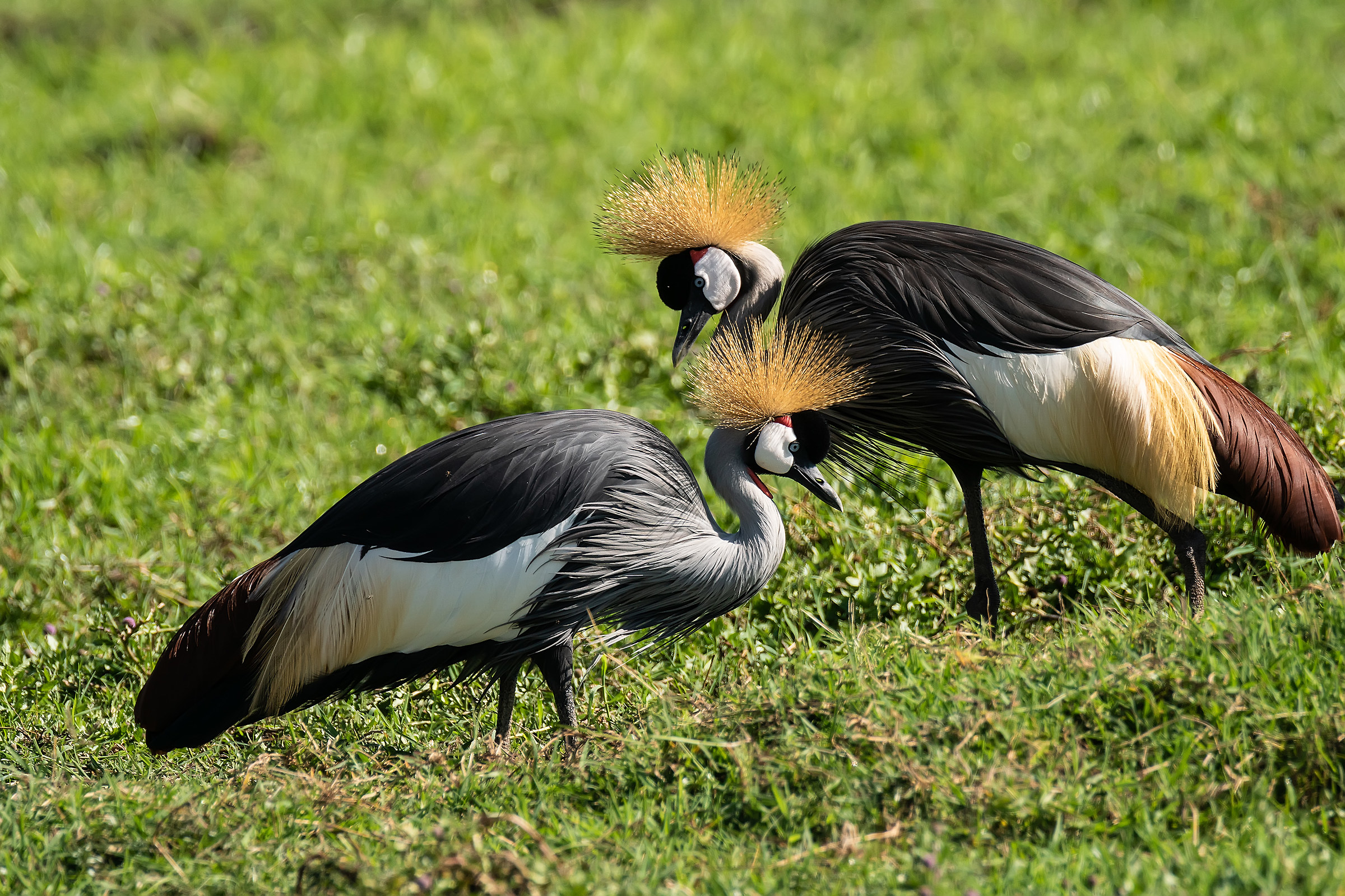 Crane Crebeen Pair