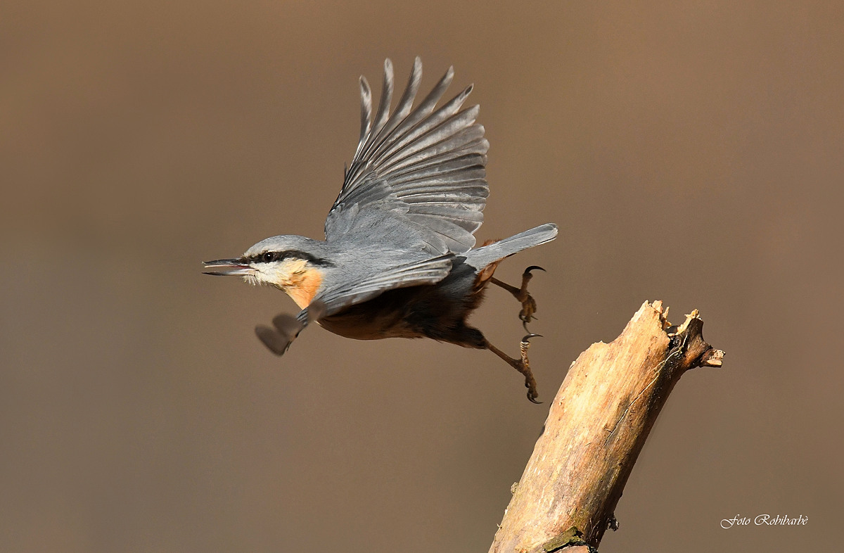 Picchio muratore...go...