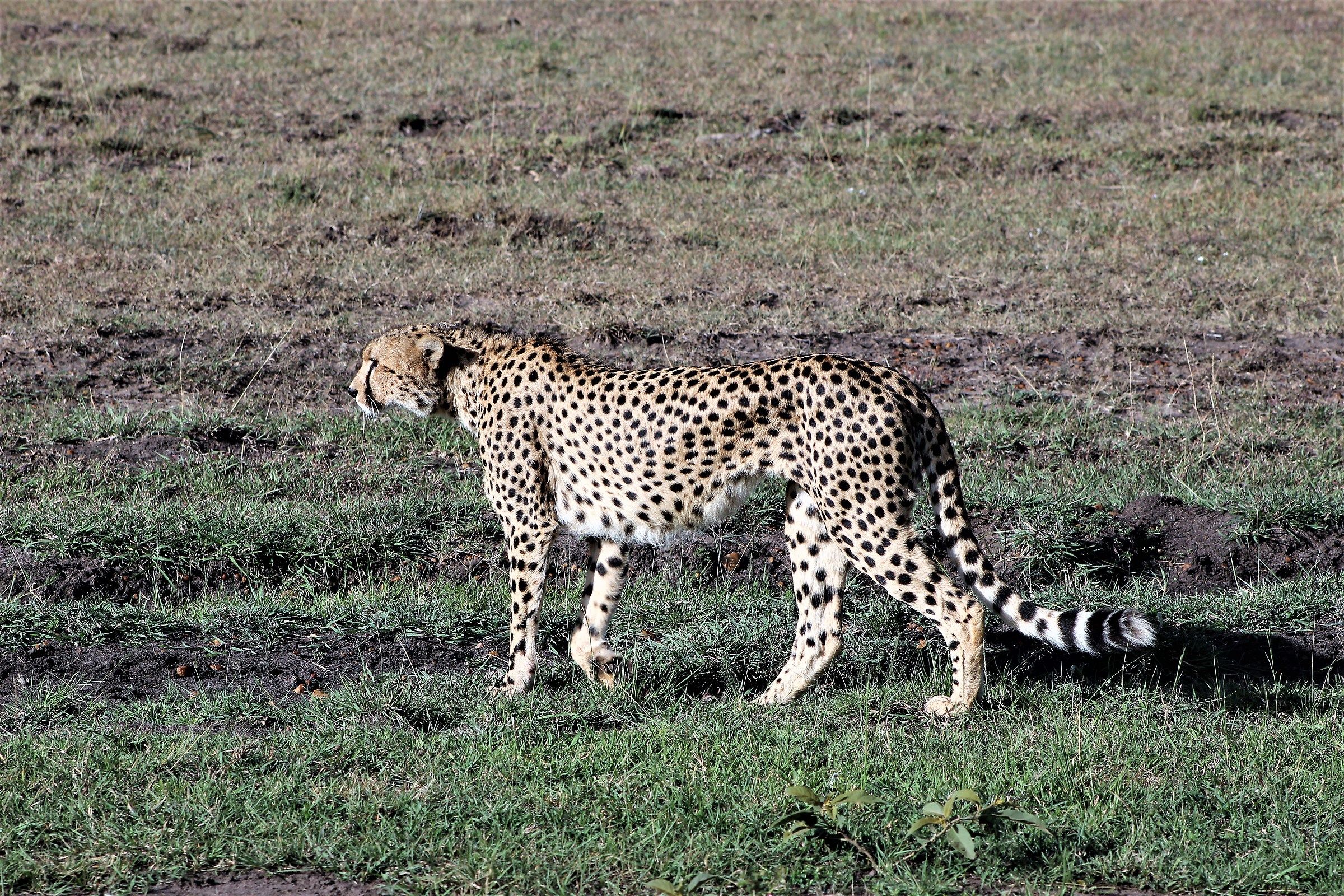 Il felino piu affascinante della savana