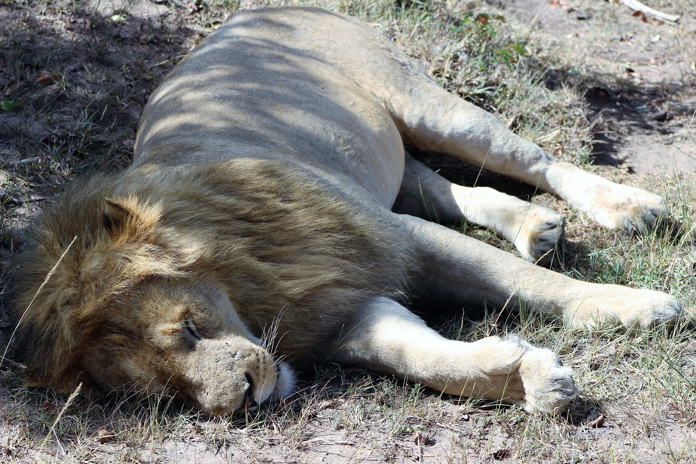 Dormono tutti questi leoni
