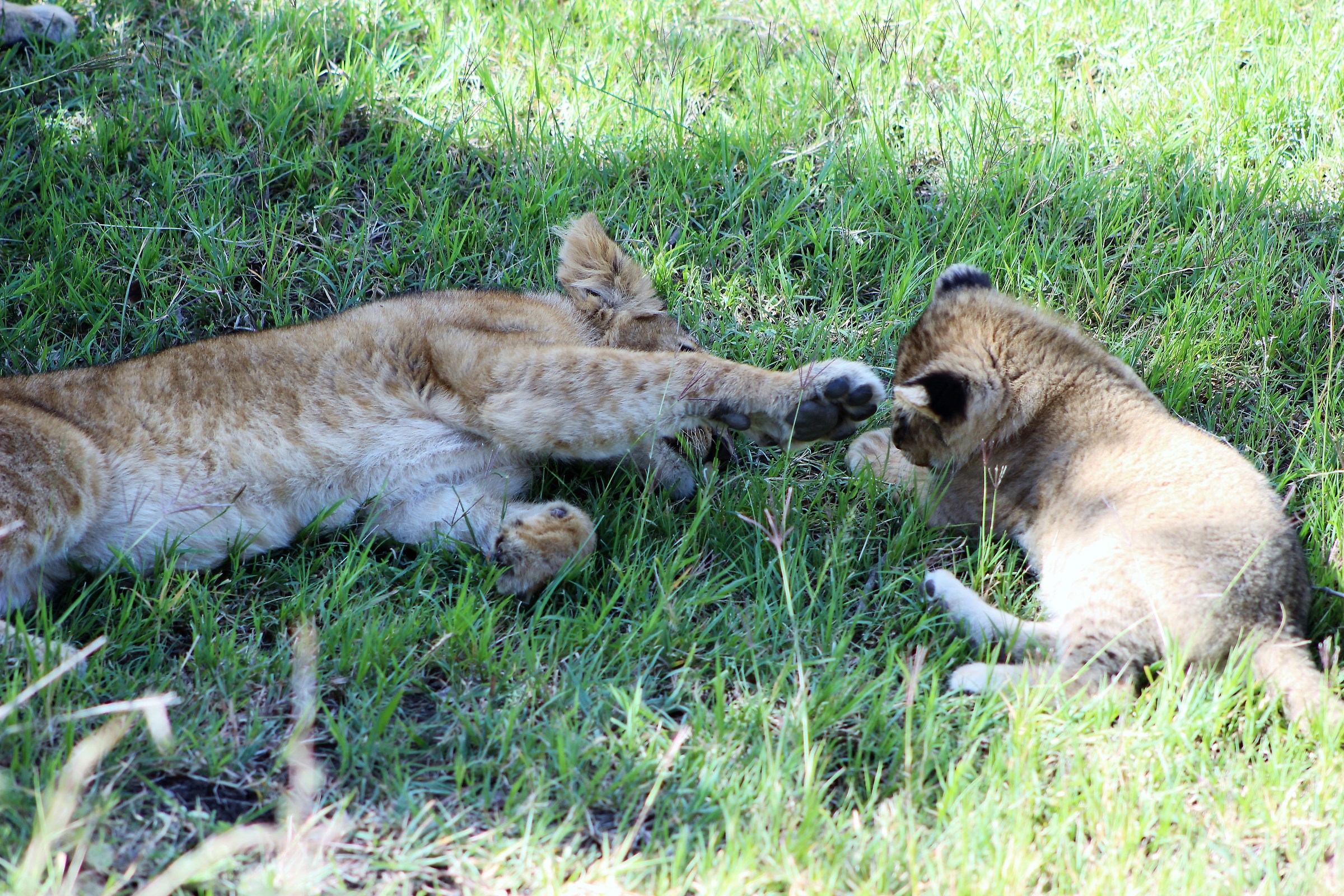 Momenti di dolcezza tra cuccioli