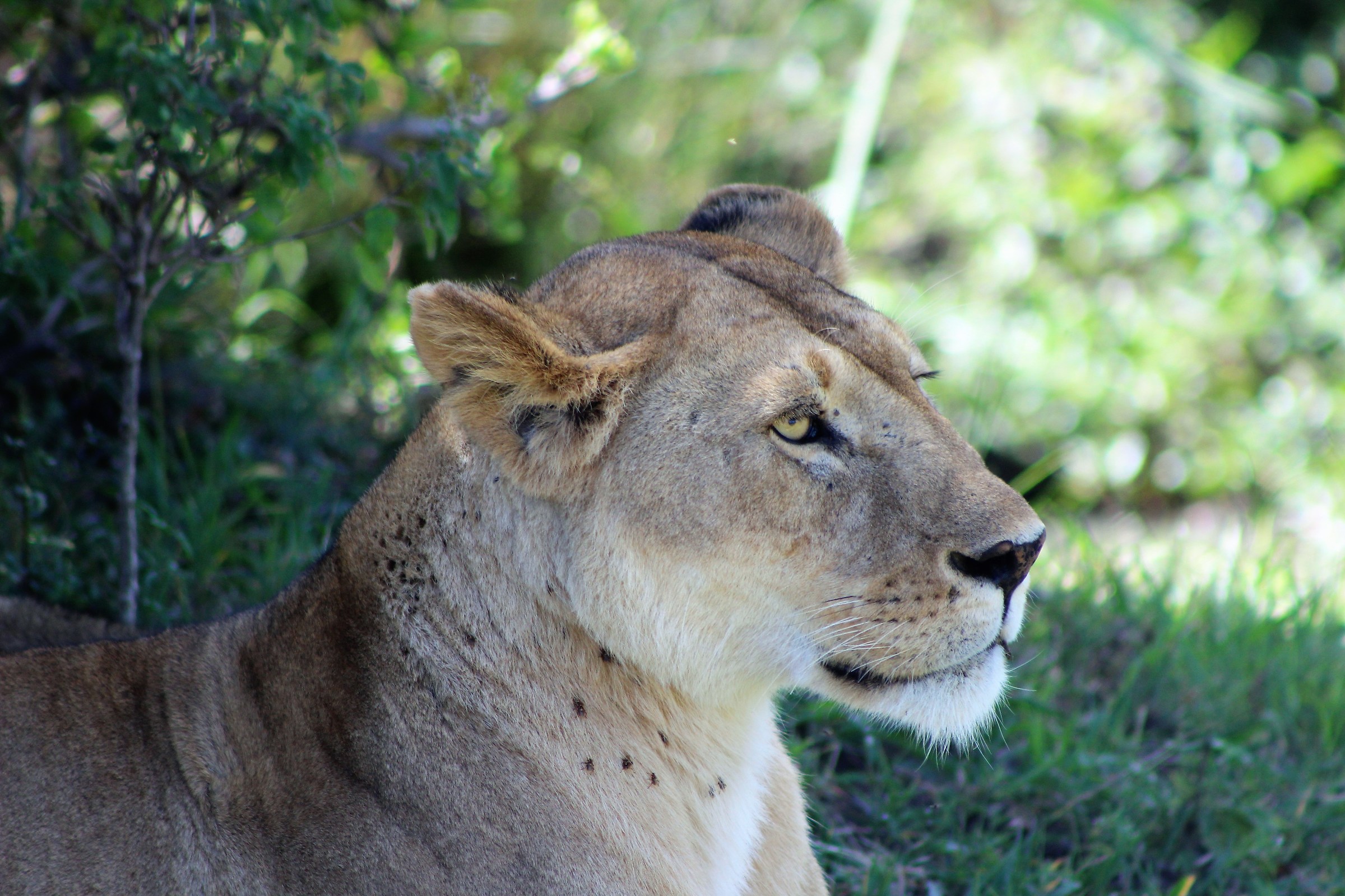La leonessa è la leonessa