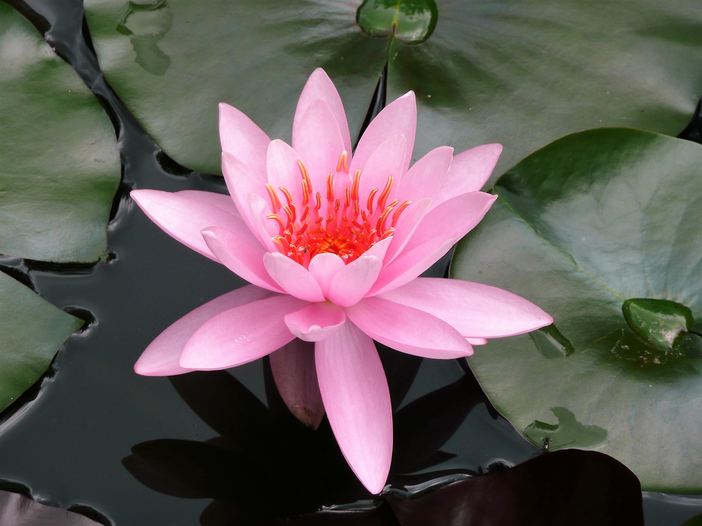 Ninfea al Lago di Vedana