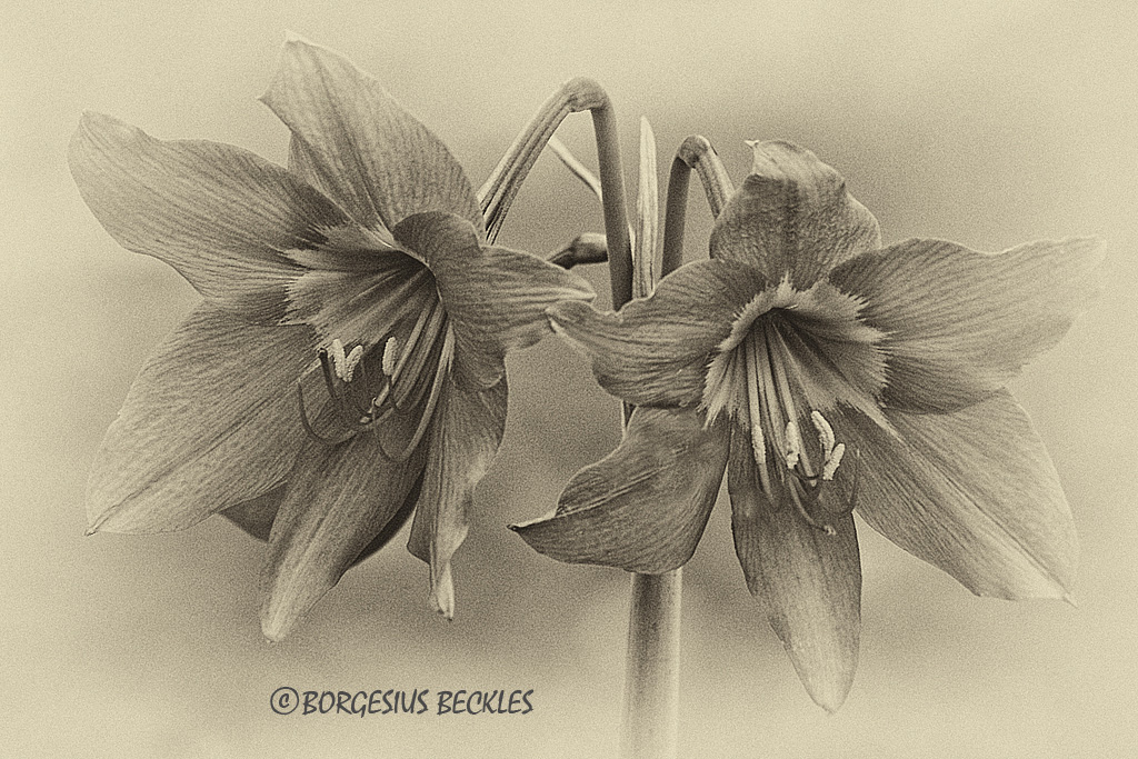 Twins ....................