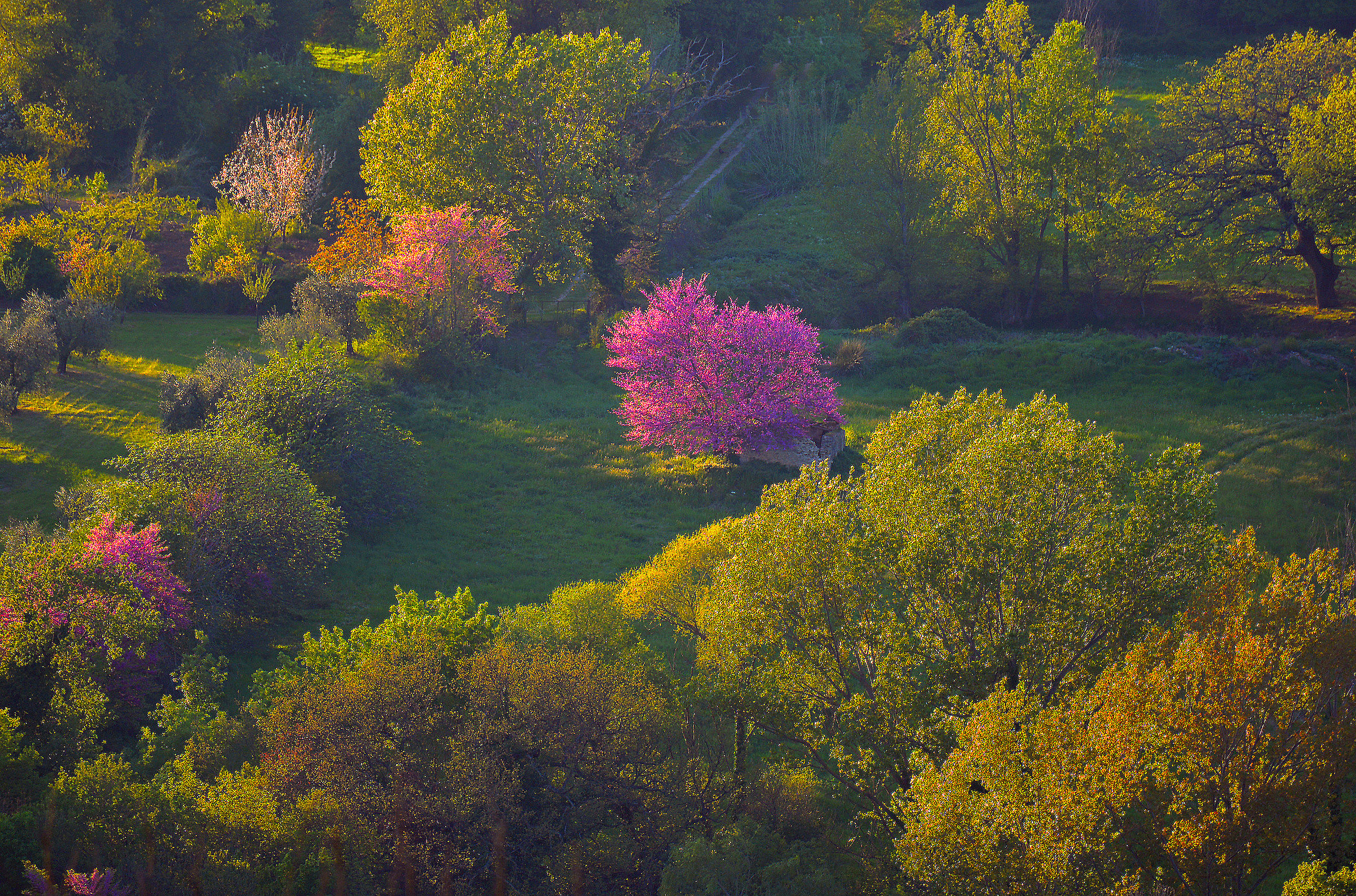 The colors of spring