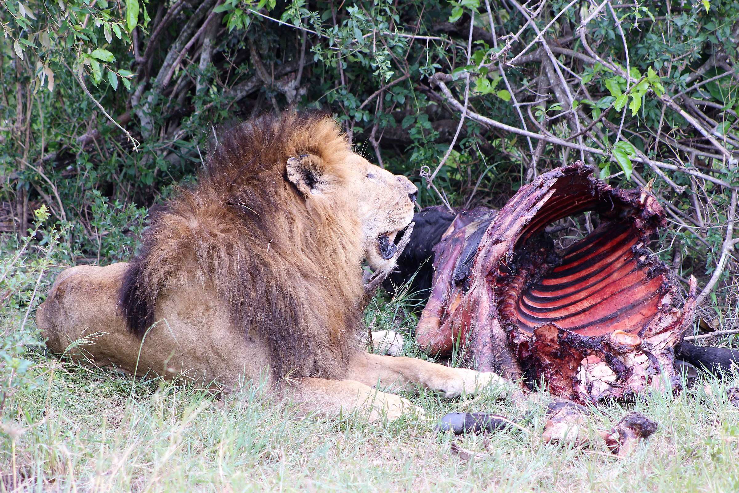 Il giorno dopo del bufalo era rimasto ben poco