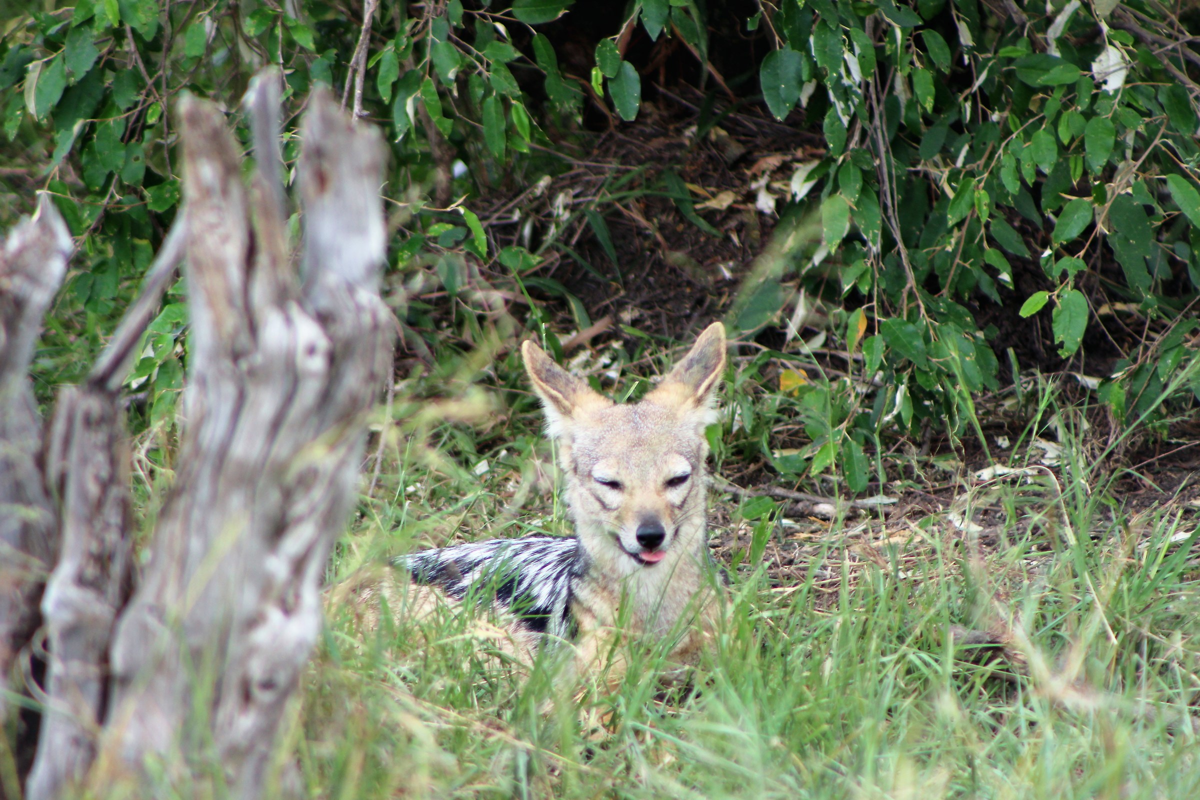 Qualcuno aspetta gli avanzi del leone