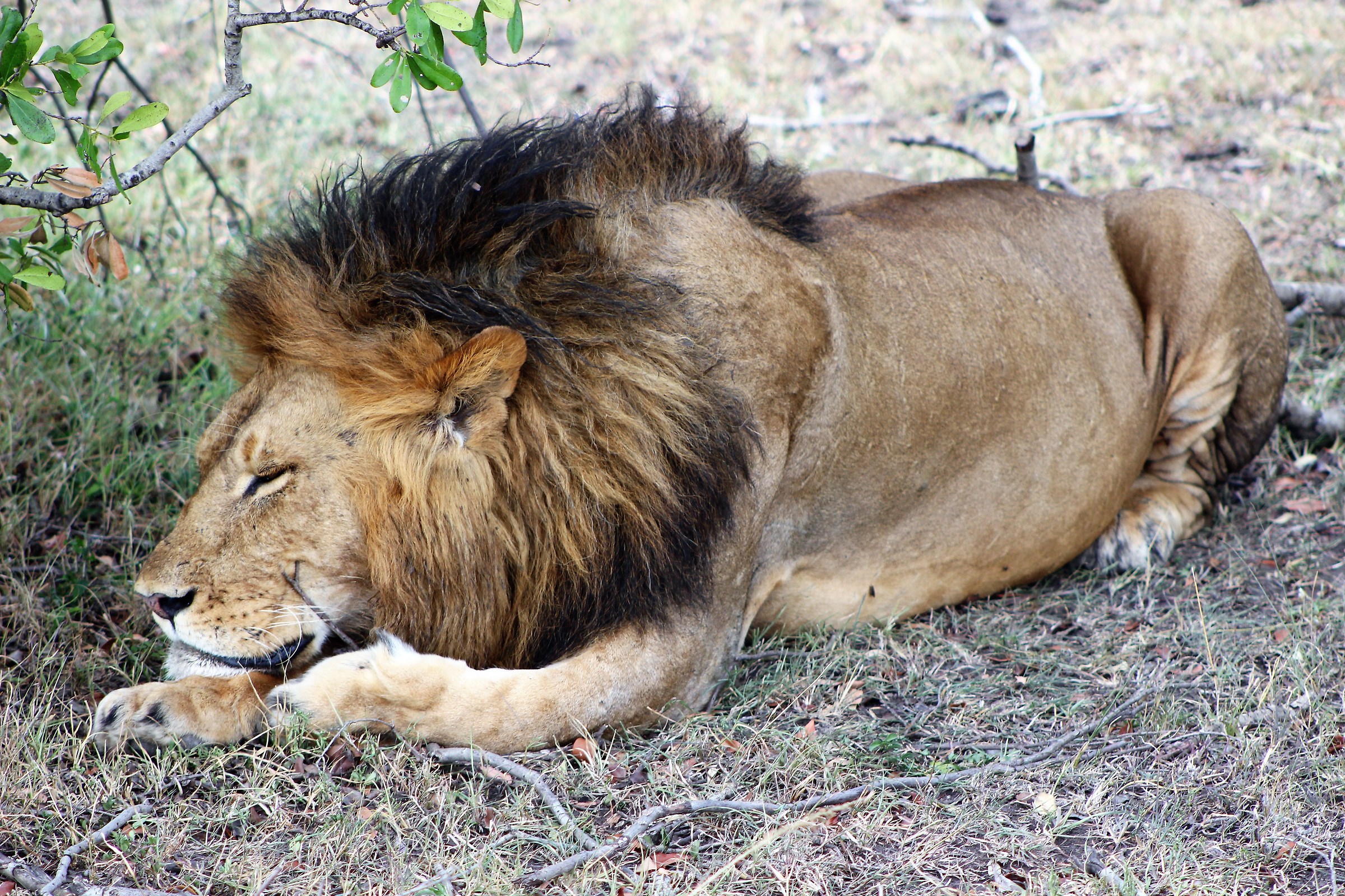 Il re dei dormiglioni