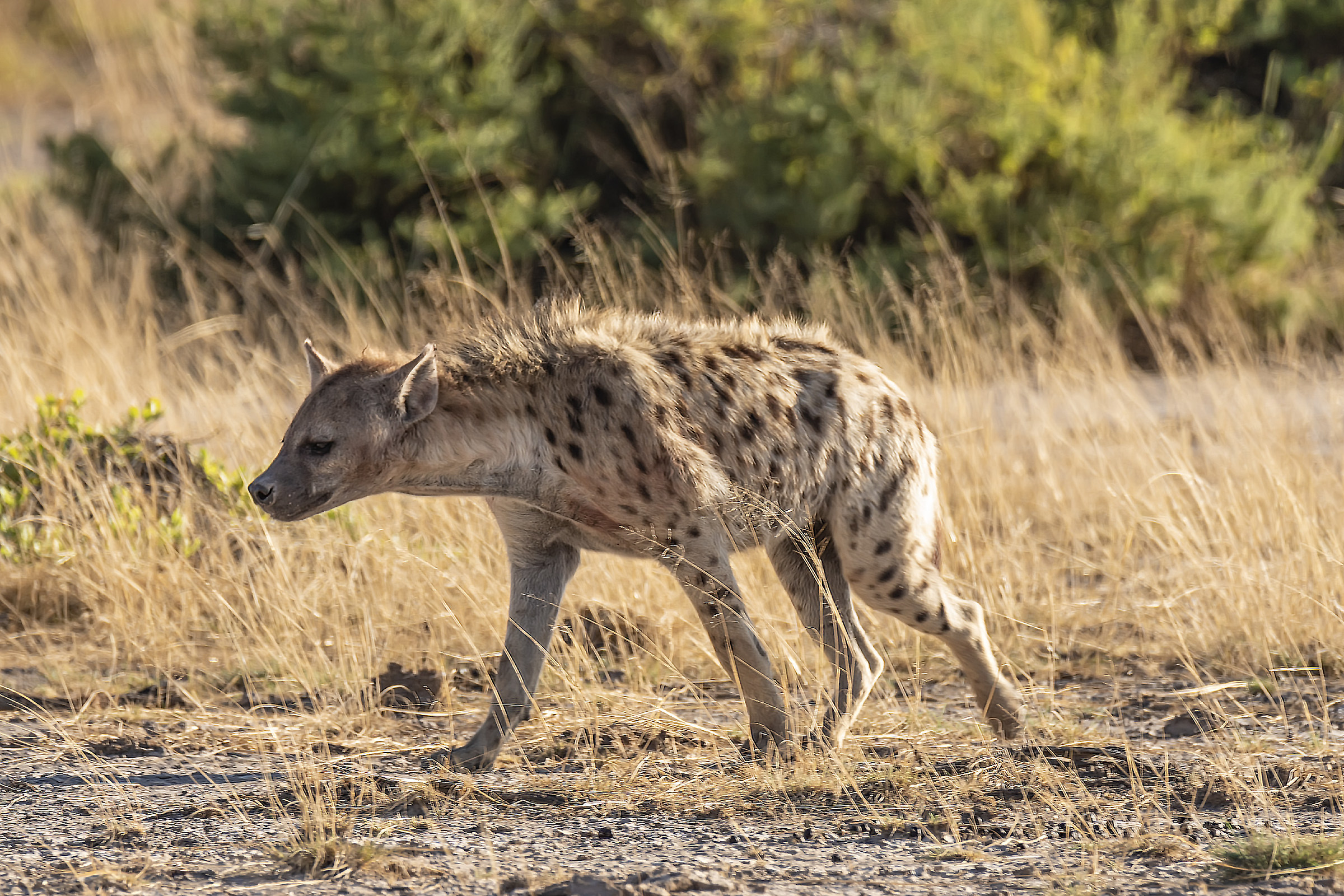 Jena spotted Kenya 2018