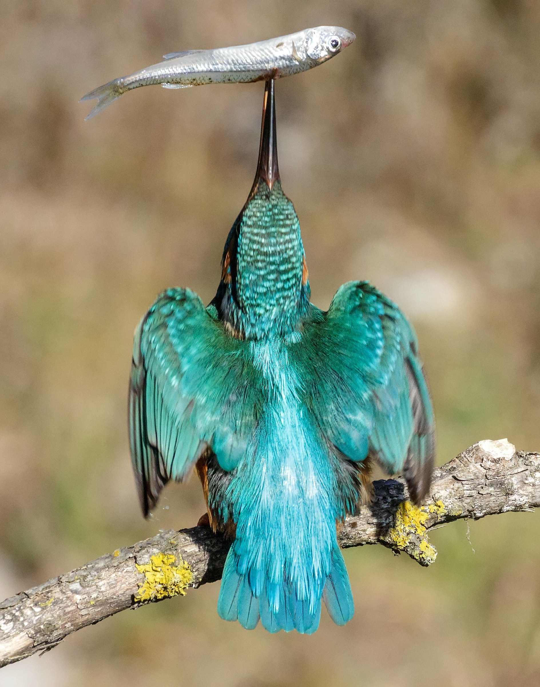 My country... Thursday 31st January 2019