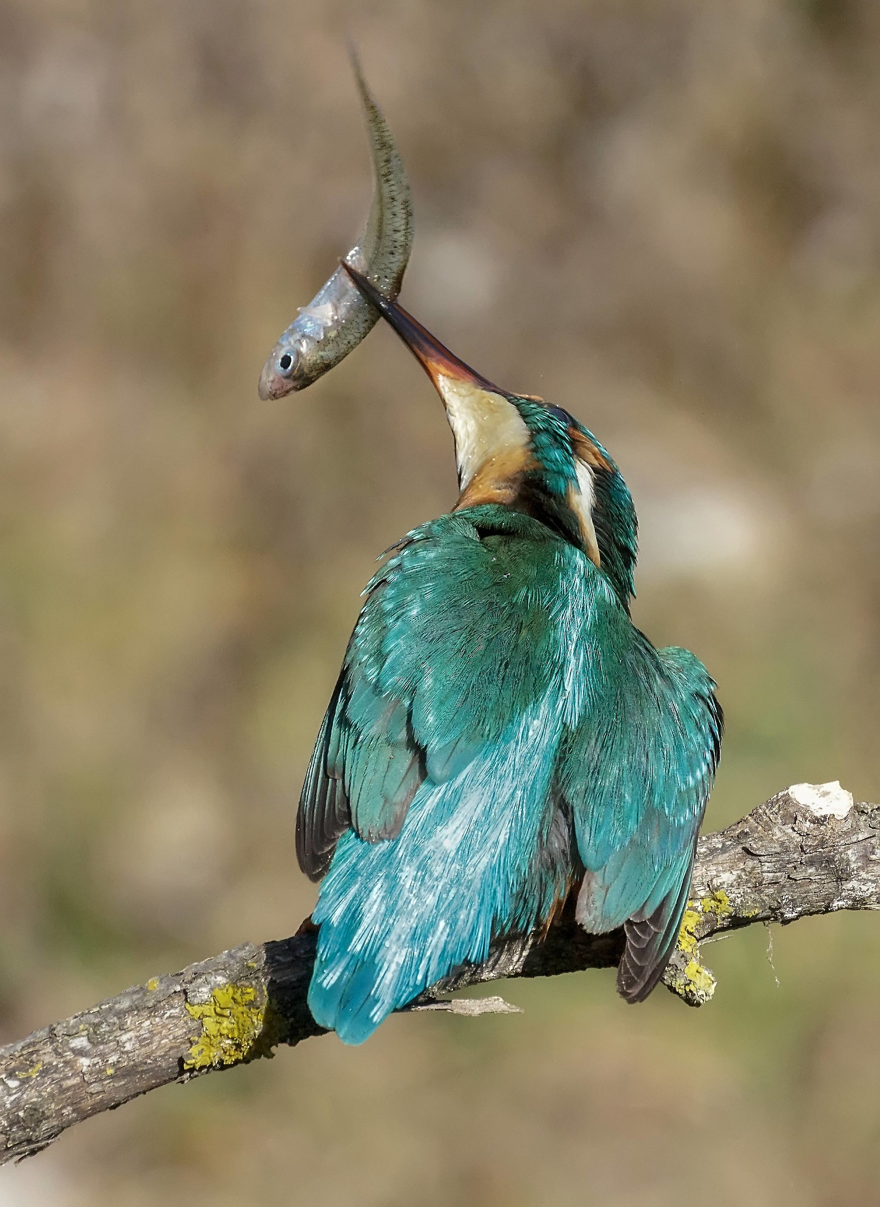 My country... Thursday 31st January 2019