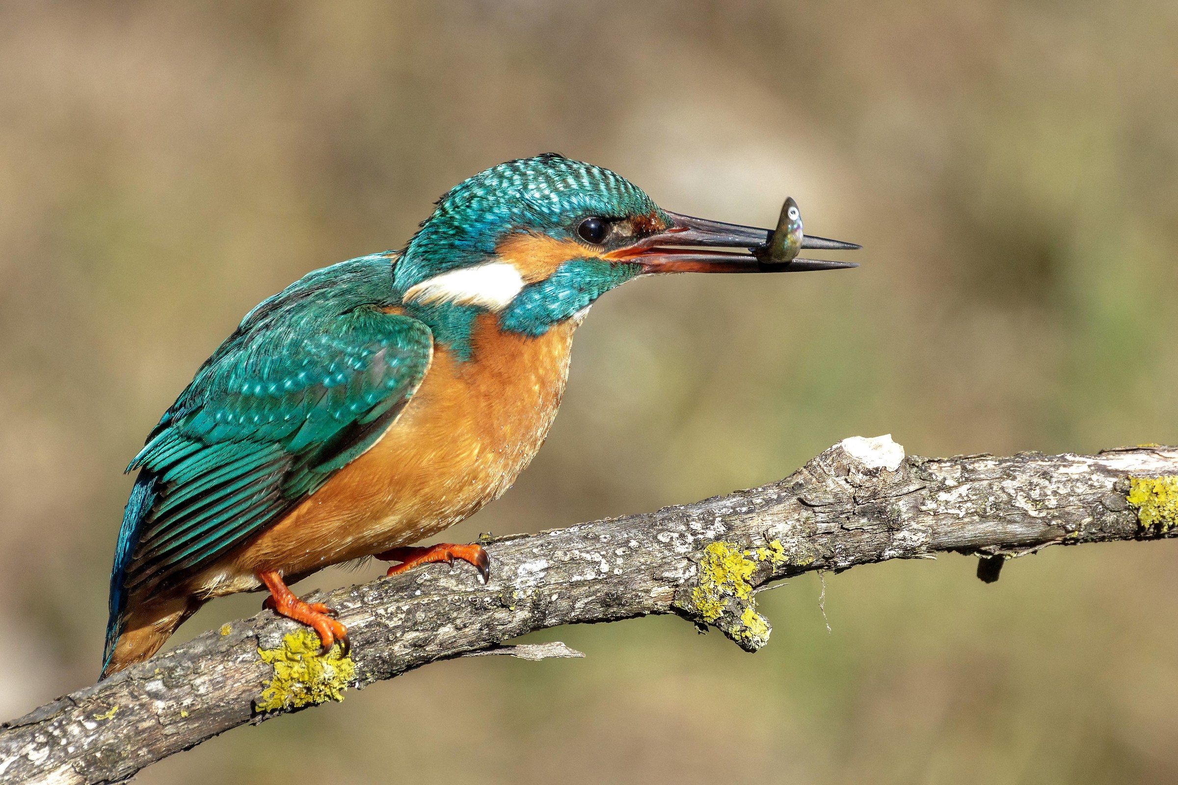 My country... Thursday 31st January 2019