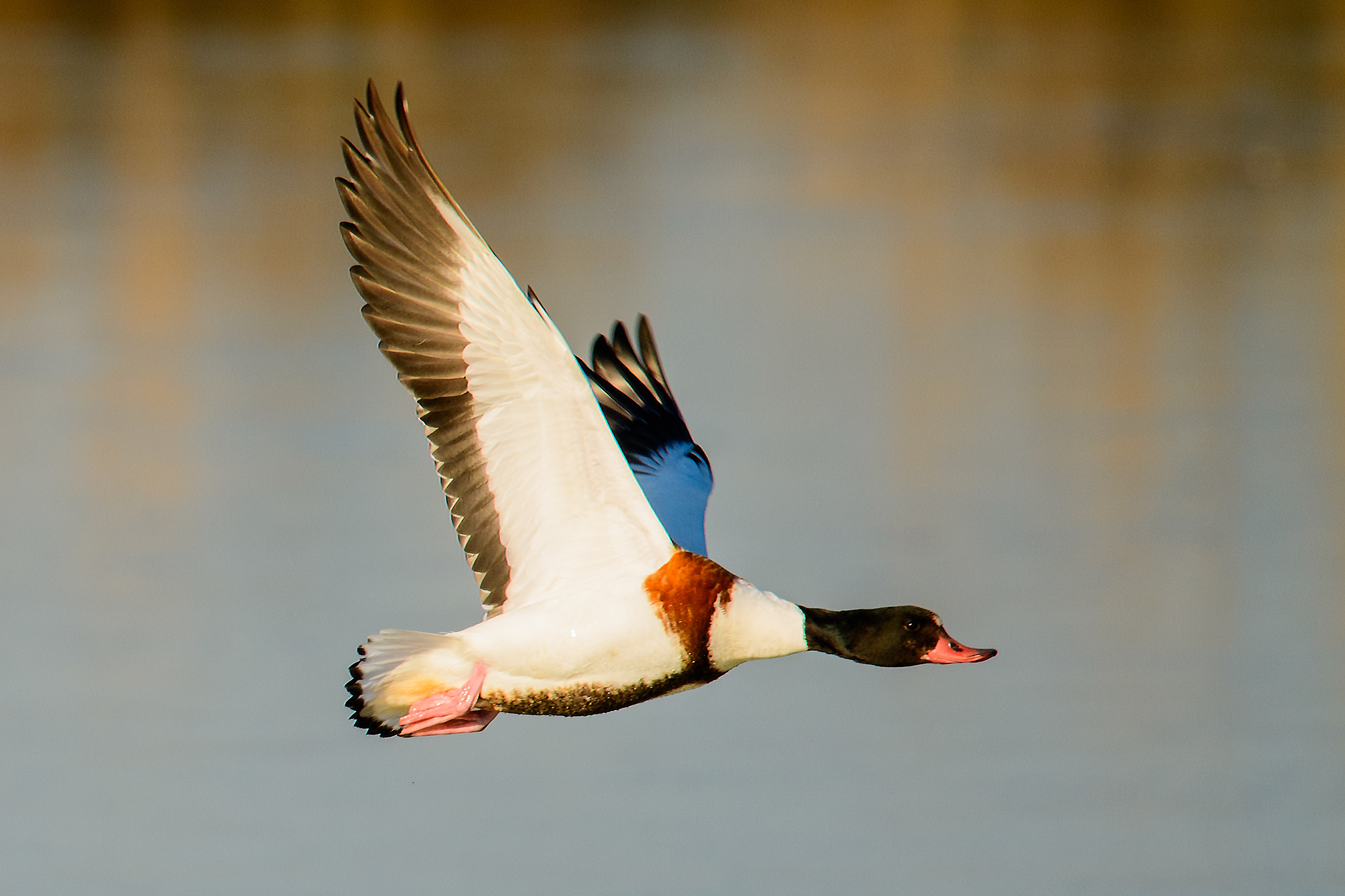 Common Shelduck