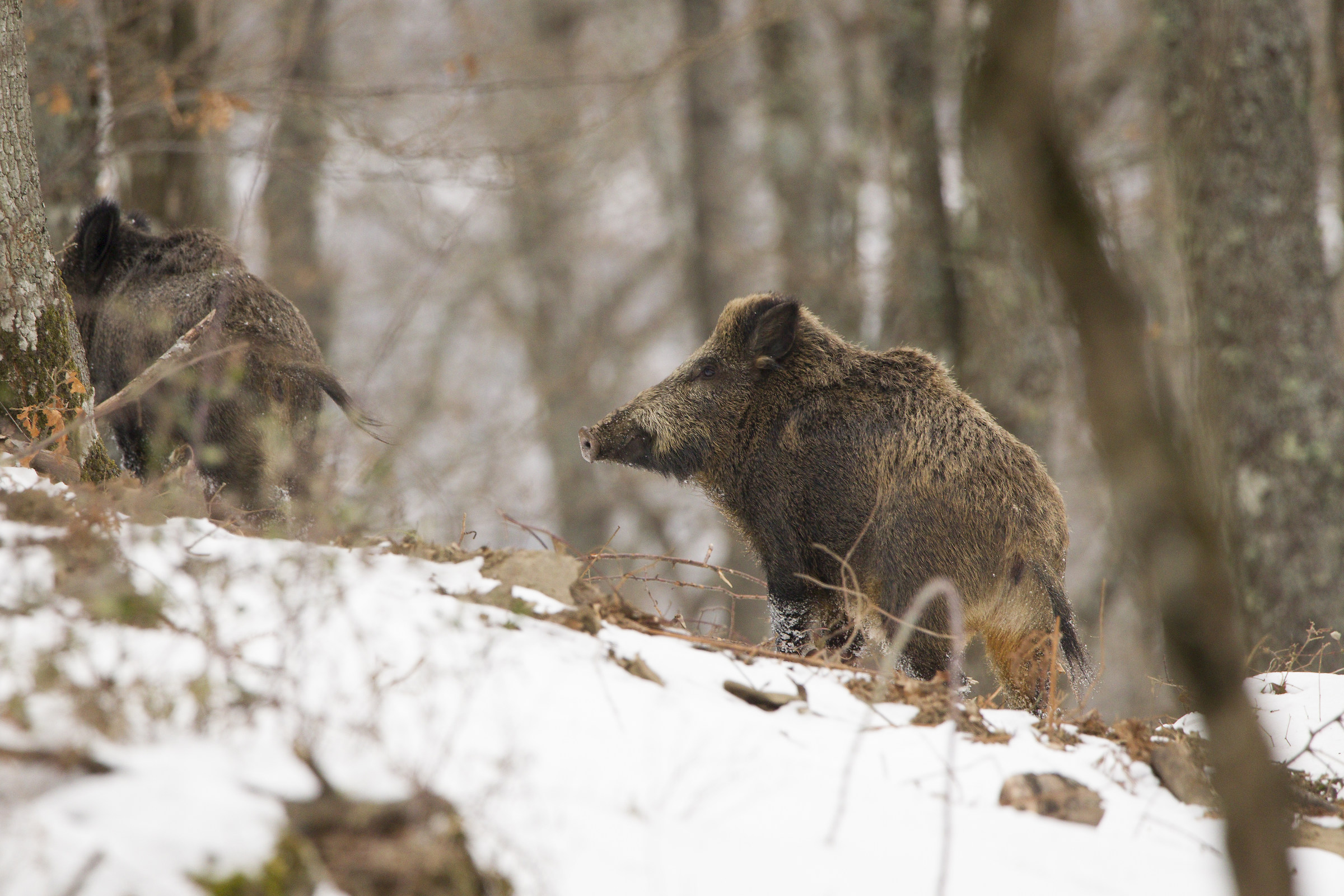 Wild boar