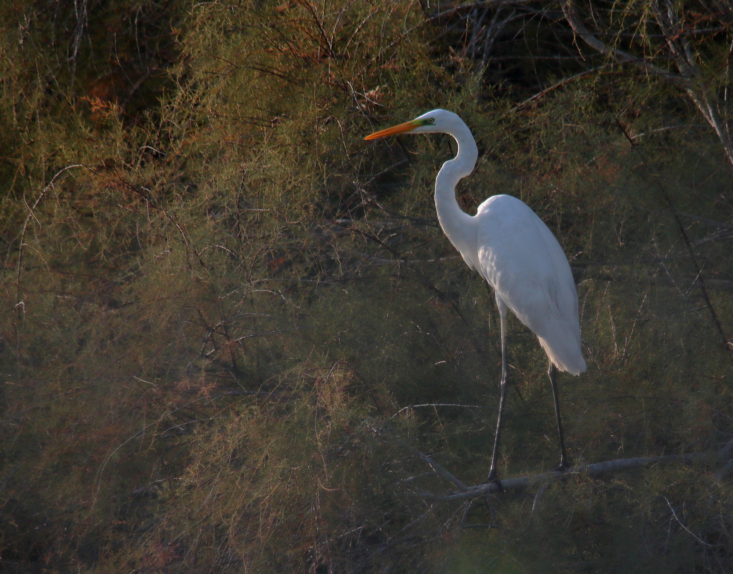 Great White Heron