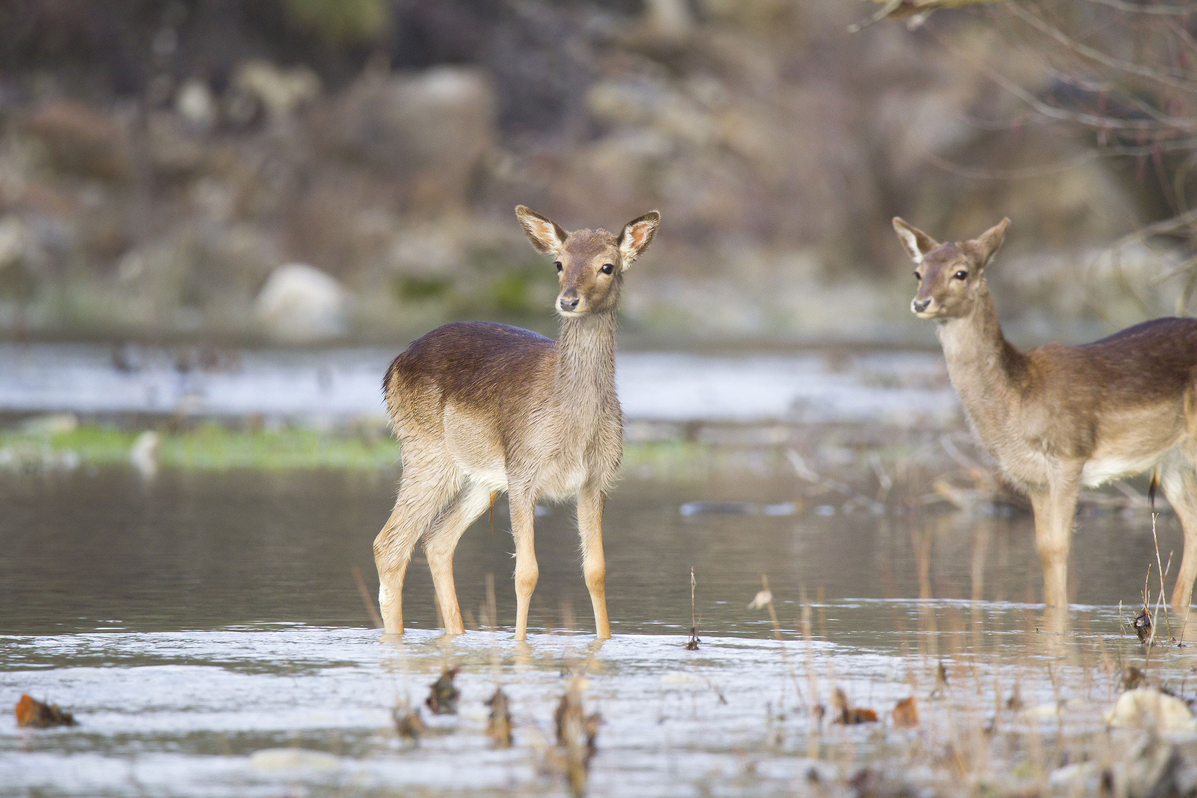 coppia di daini nella tranquillità del fiume tevere