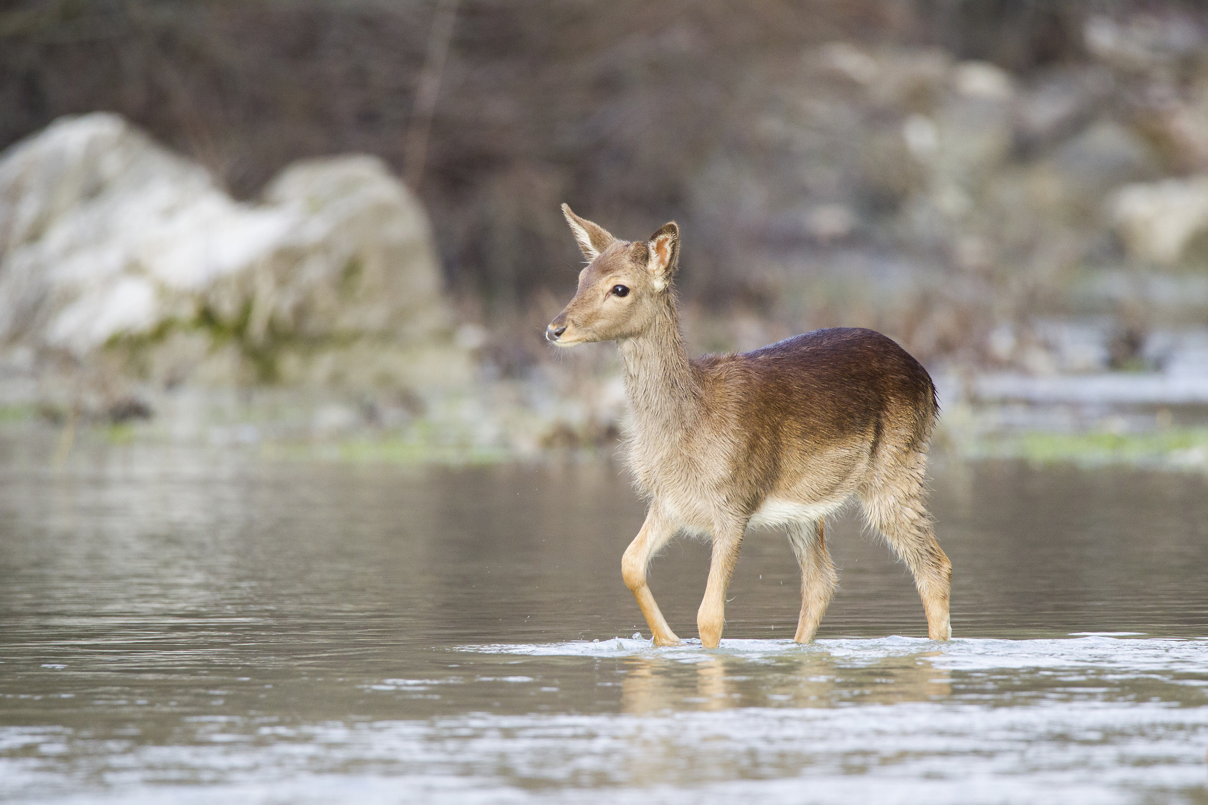 daina nel fiume tevere