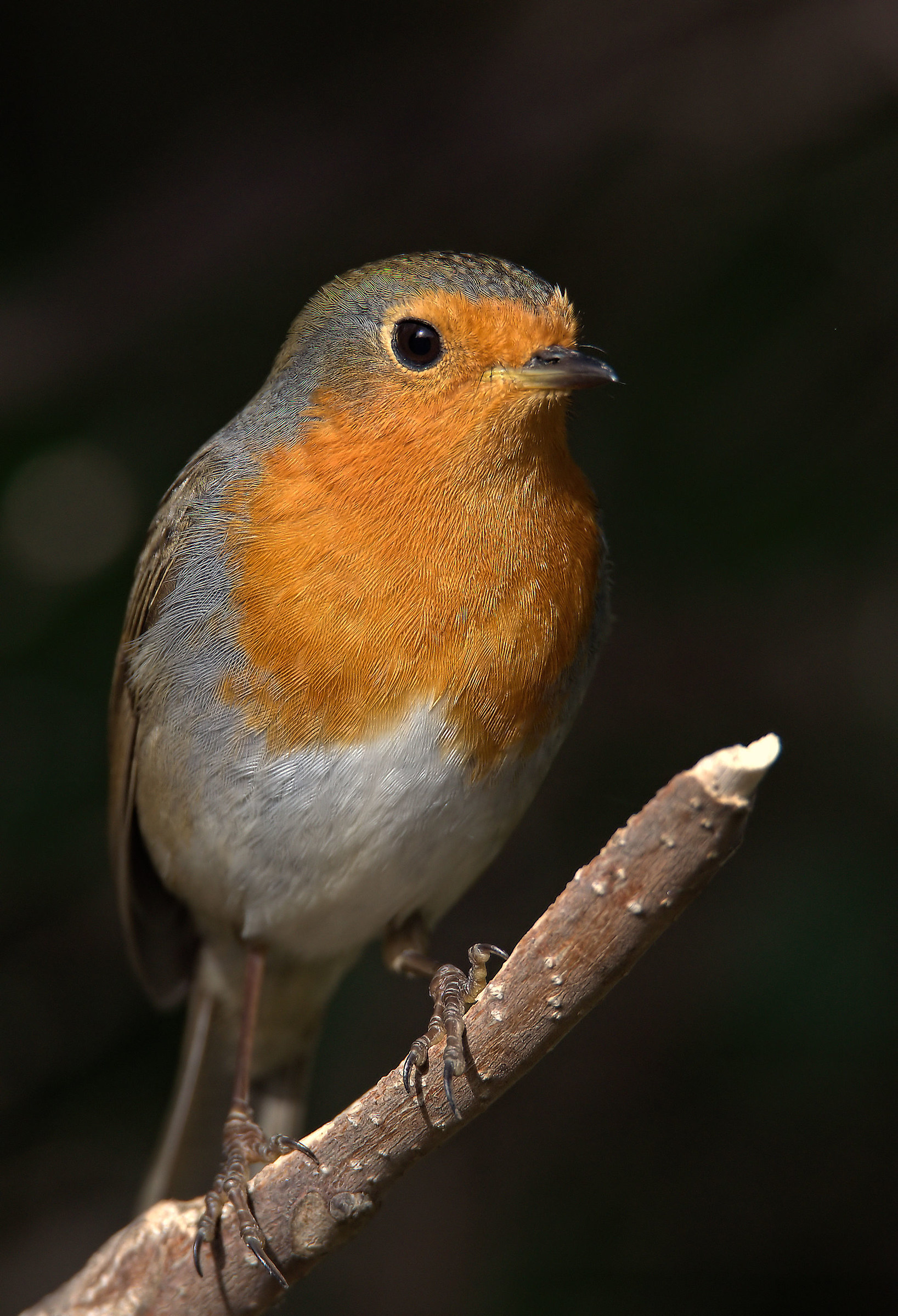 Robin