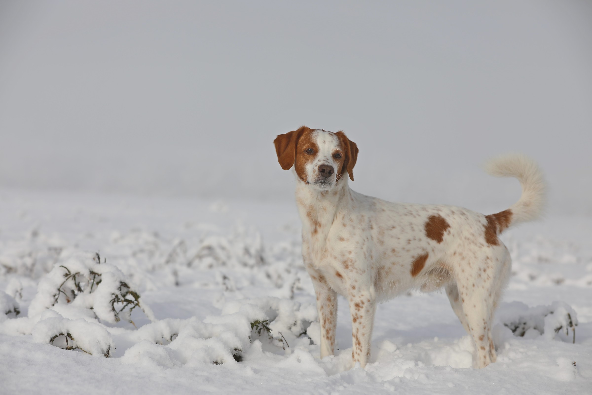 Sulla neve tra la nebbia