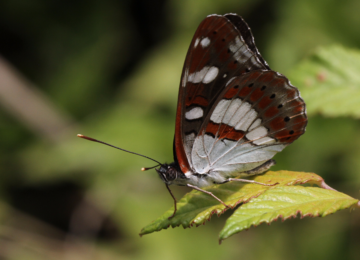 Limenitis reducta - Silvano Blue