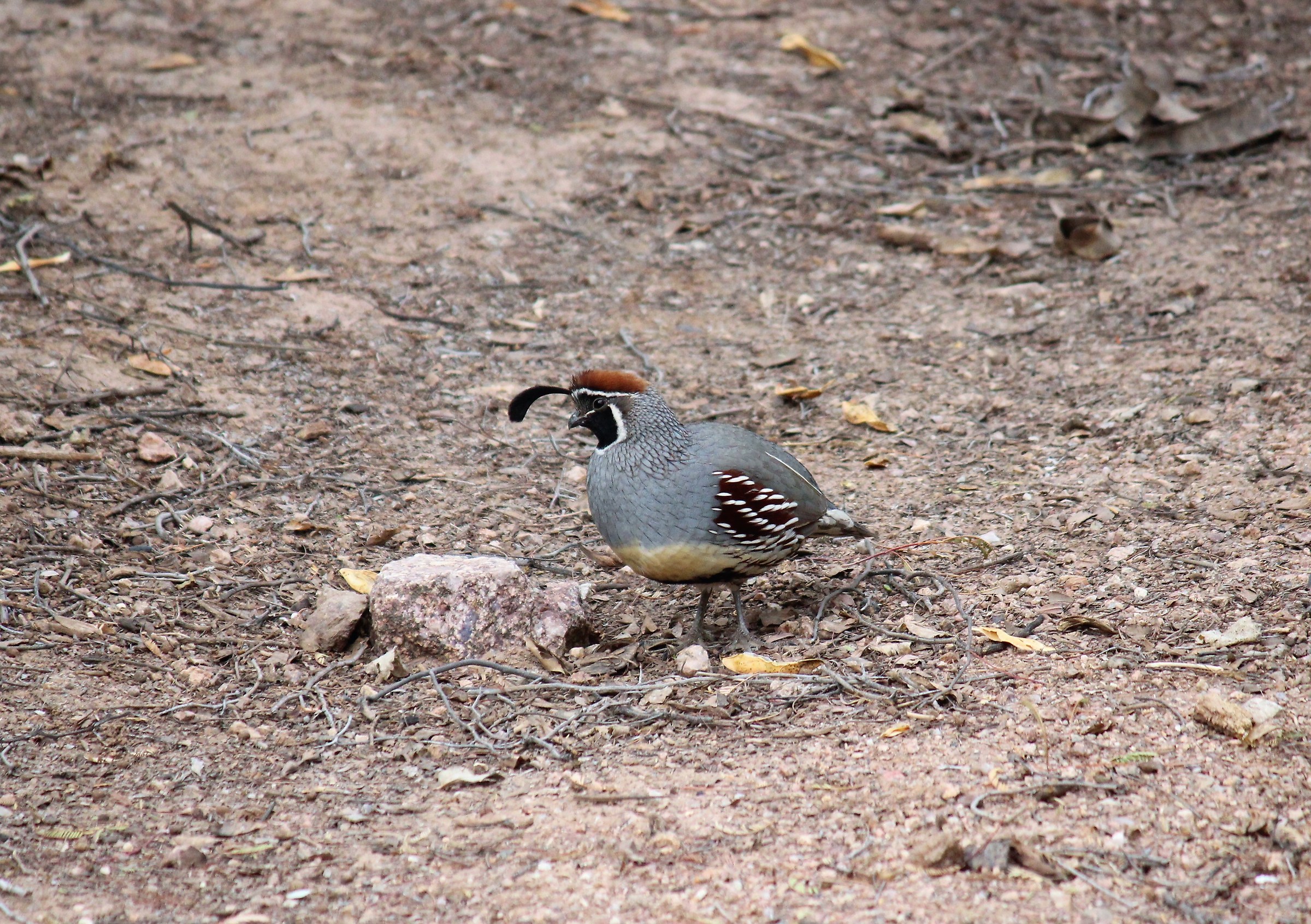 Quail of Gambel