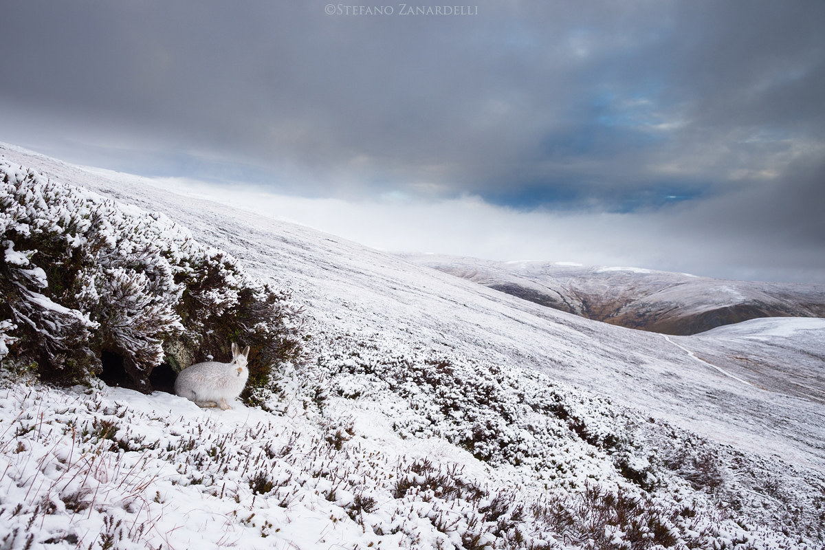 Mountain Hare