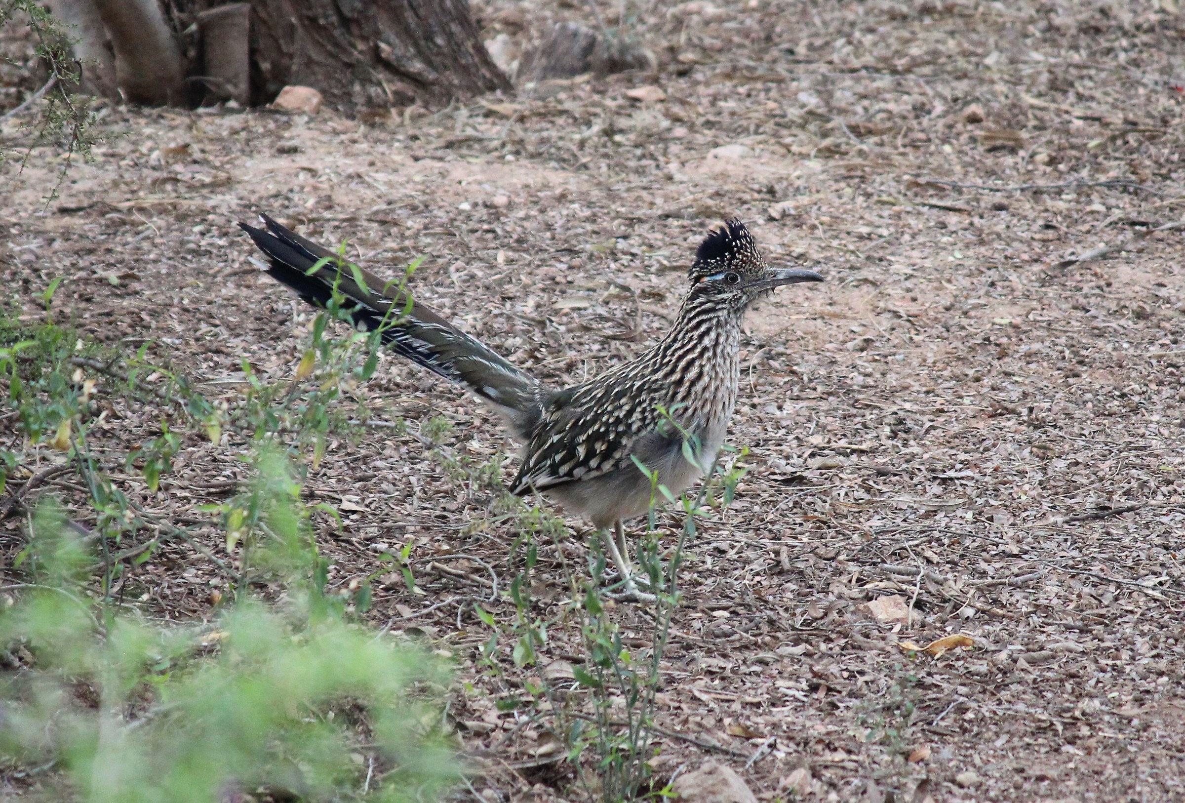 Great Roadrunner