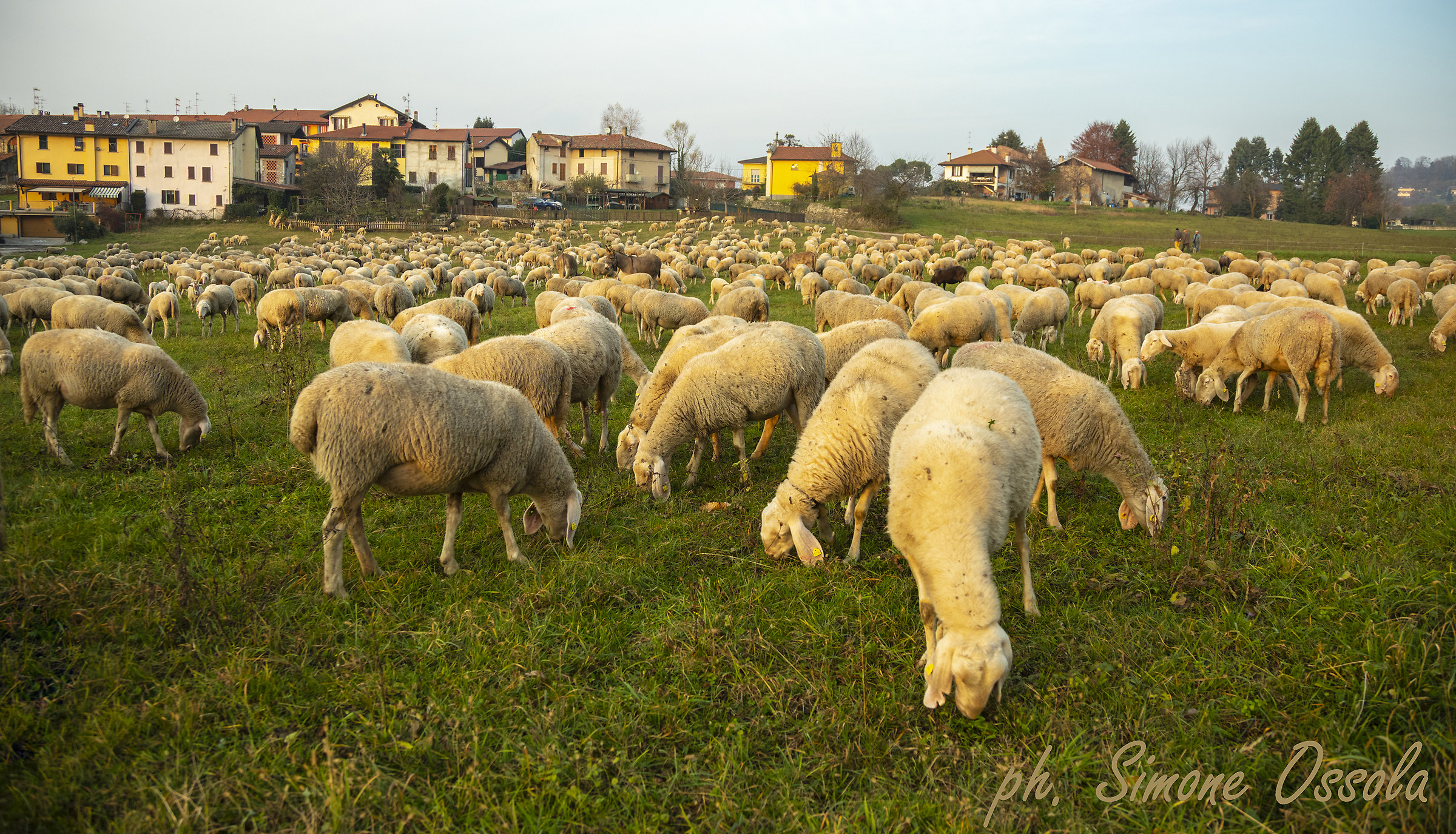 To Vegonno... Sheep grazing