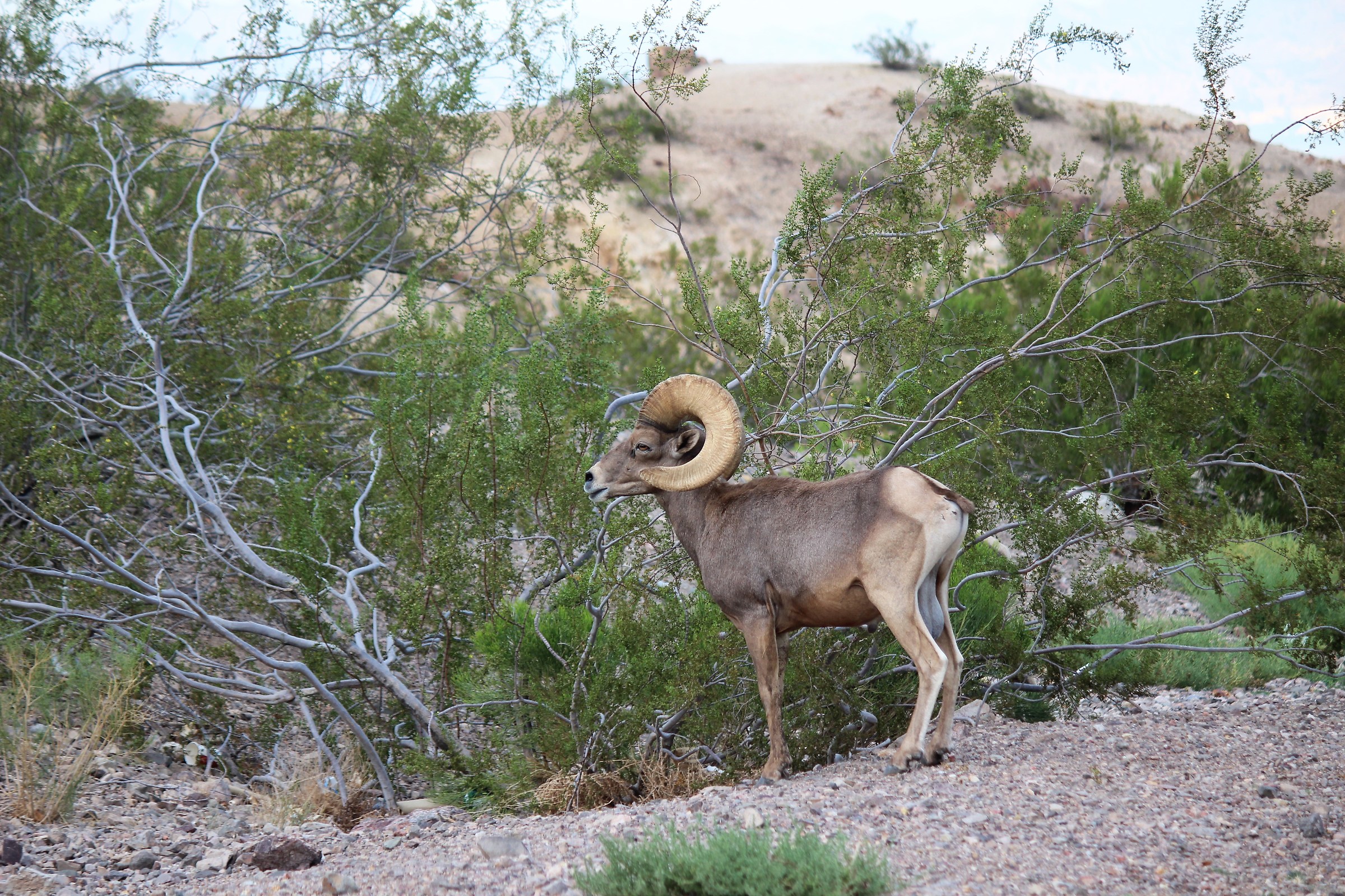 the desert bighorn