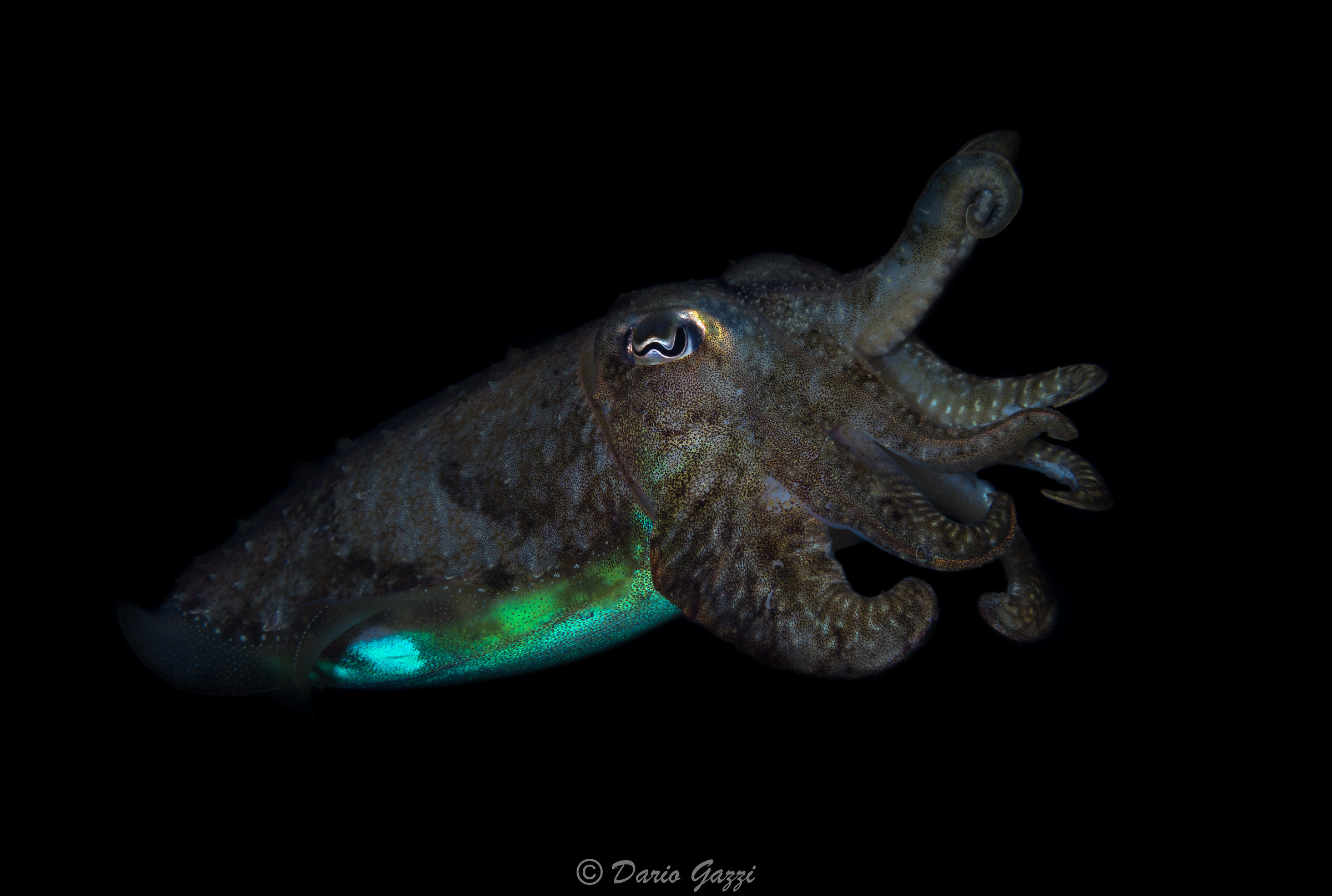 Cuttlefish by Night