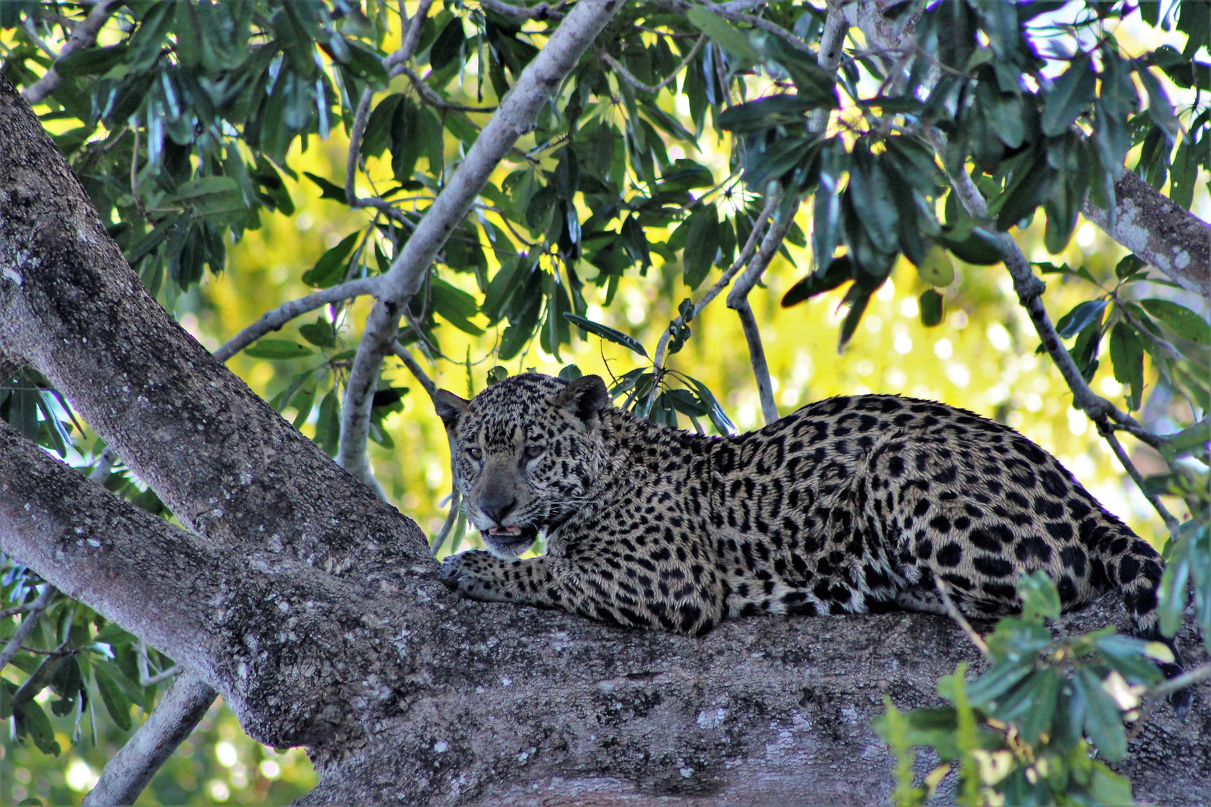 Tuffo poco fortunato e sguardo stizzito