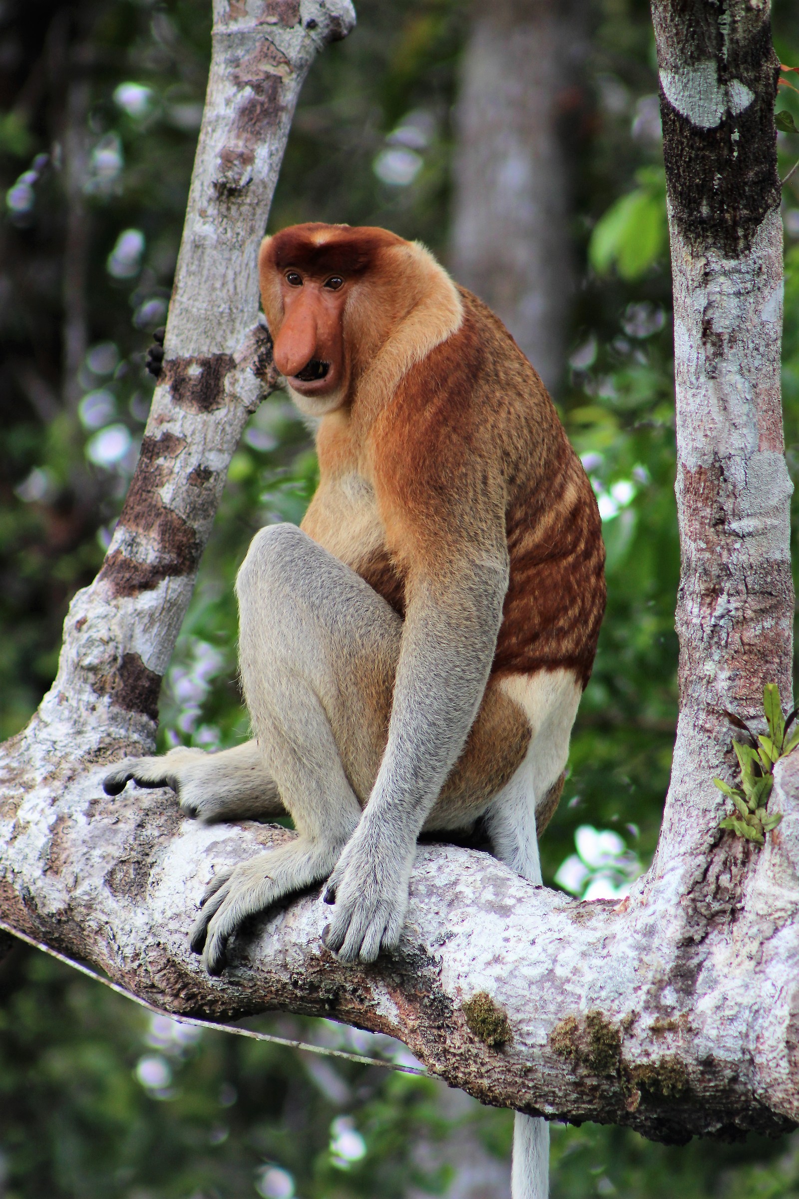 Scimmie nasiche (Nasalis Larvatus)