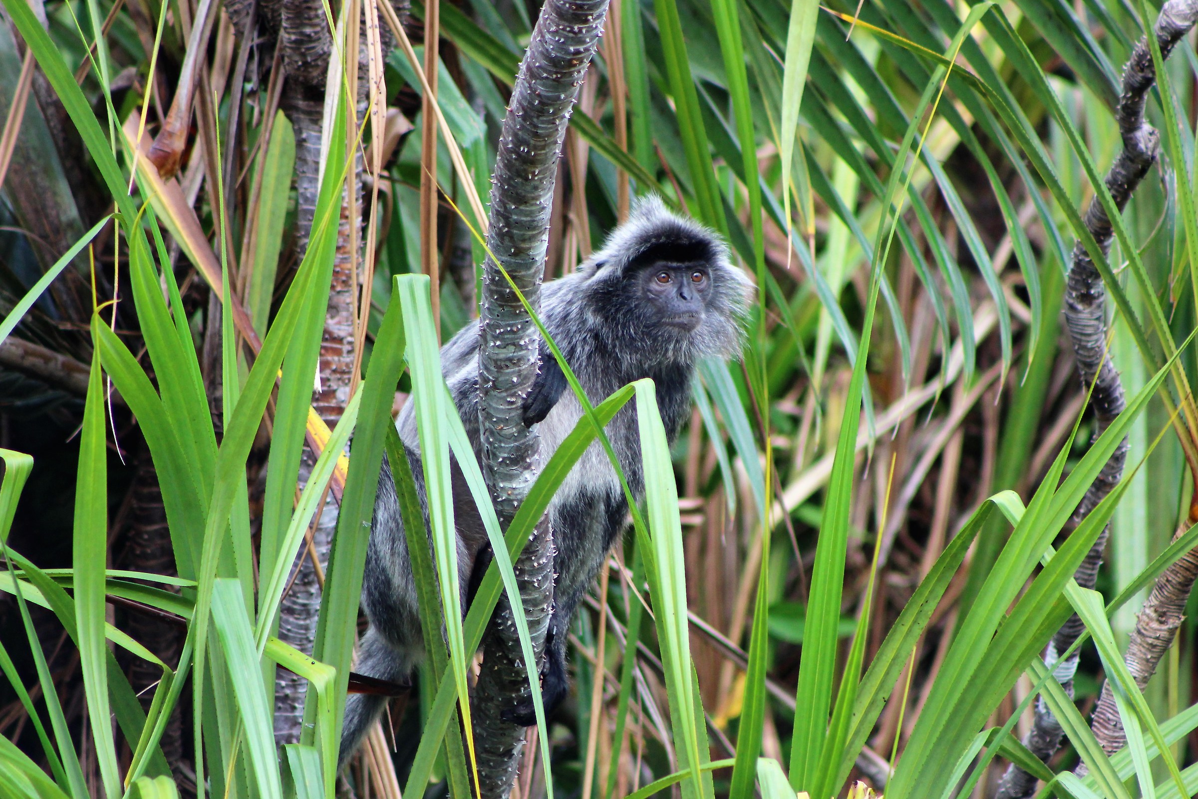 Silver leaf monkey