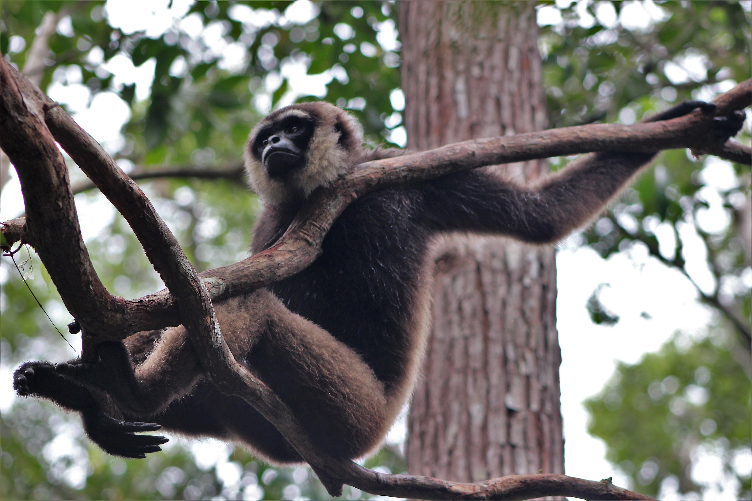 Gibbone (Hylobates) ci osserva dall'alto
