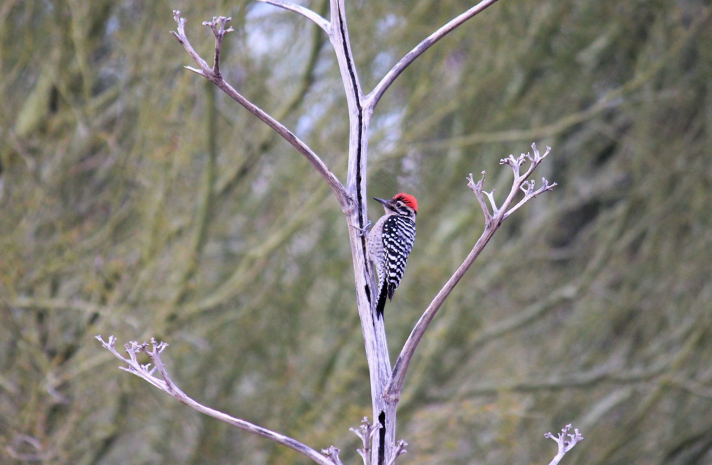 Ladder -backed Woodpecker