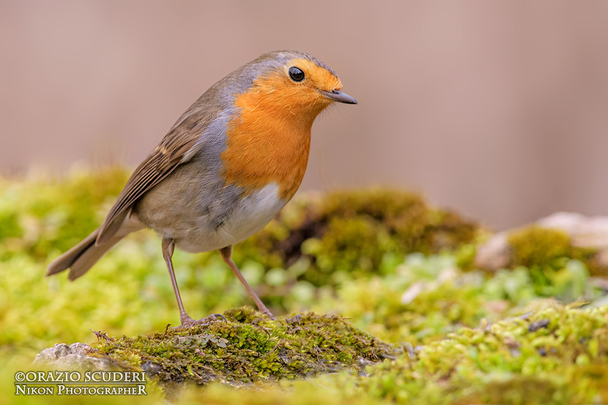 Erithacus rubecula