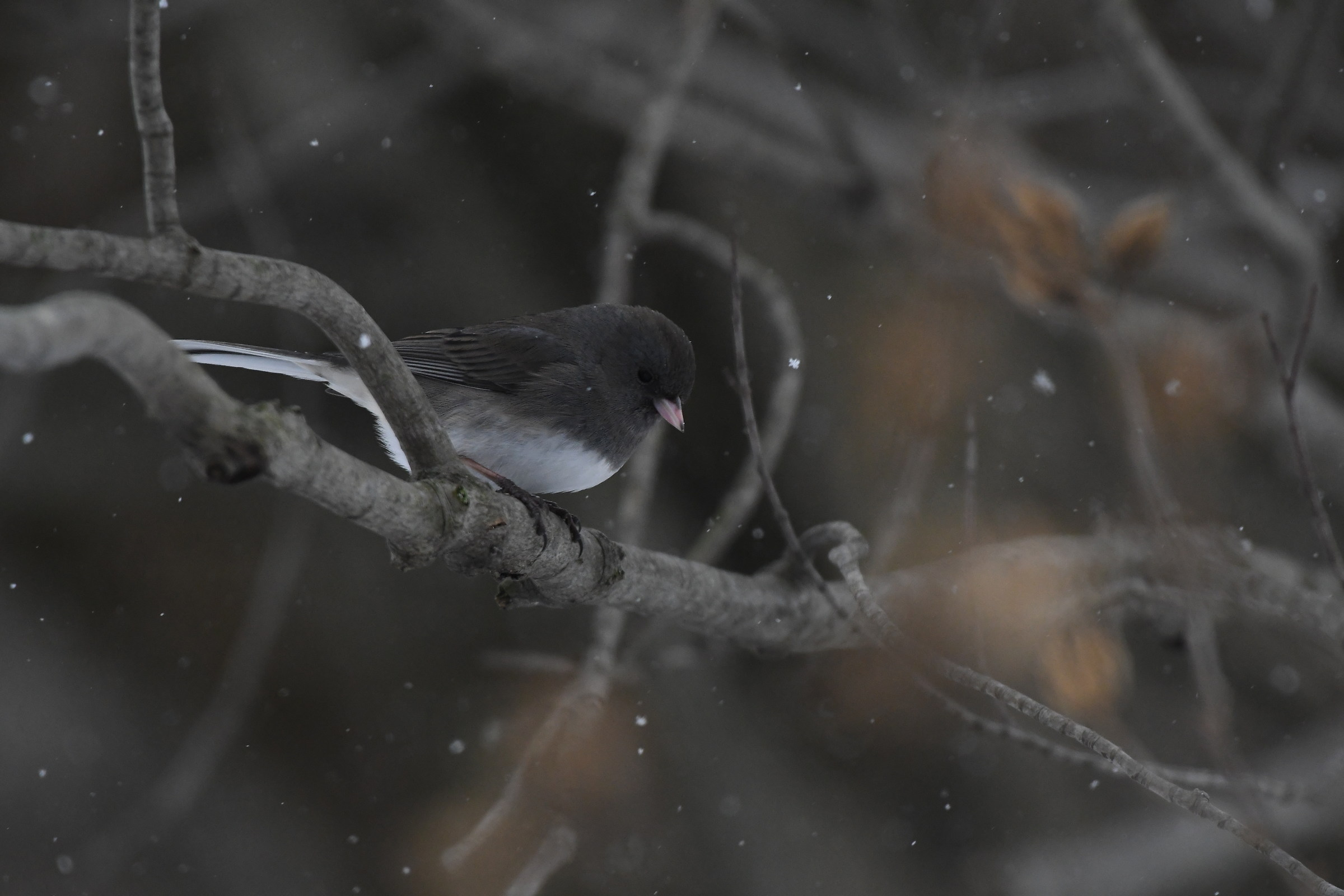 Junco