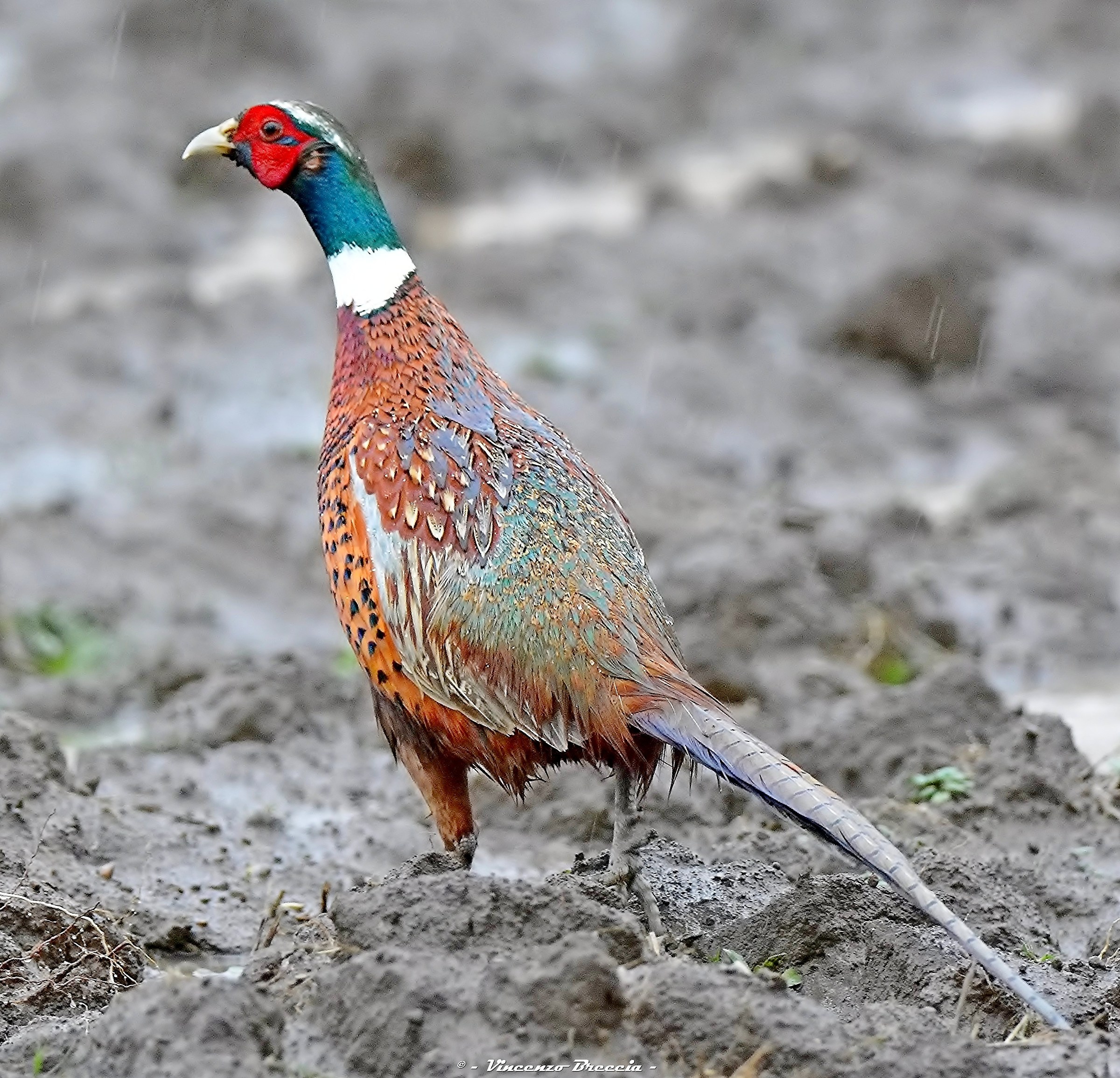 Fagiano maschio - Scratching in the rain