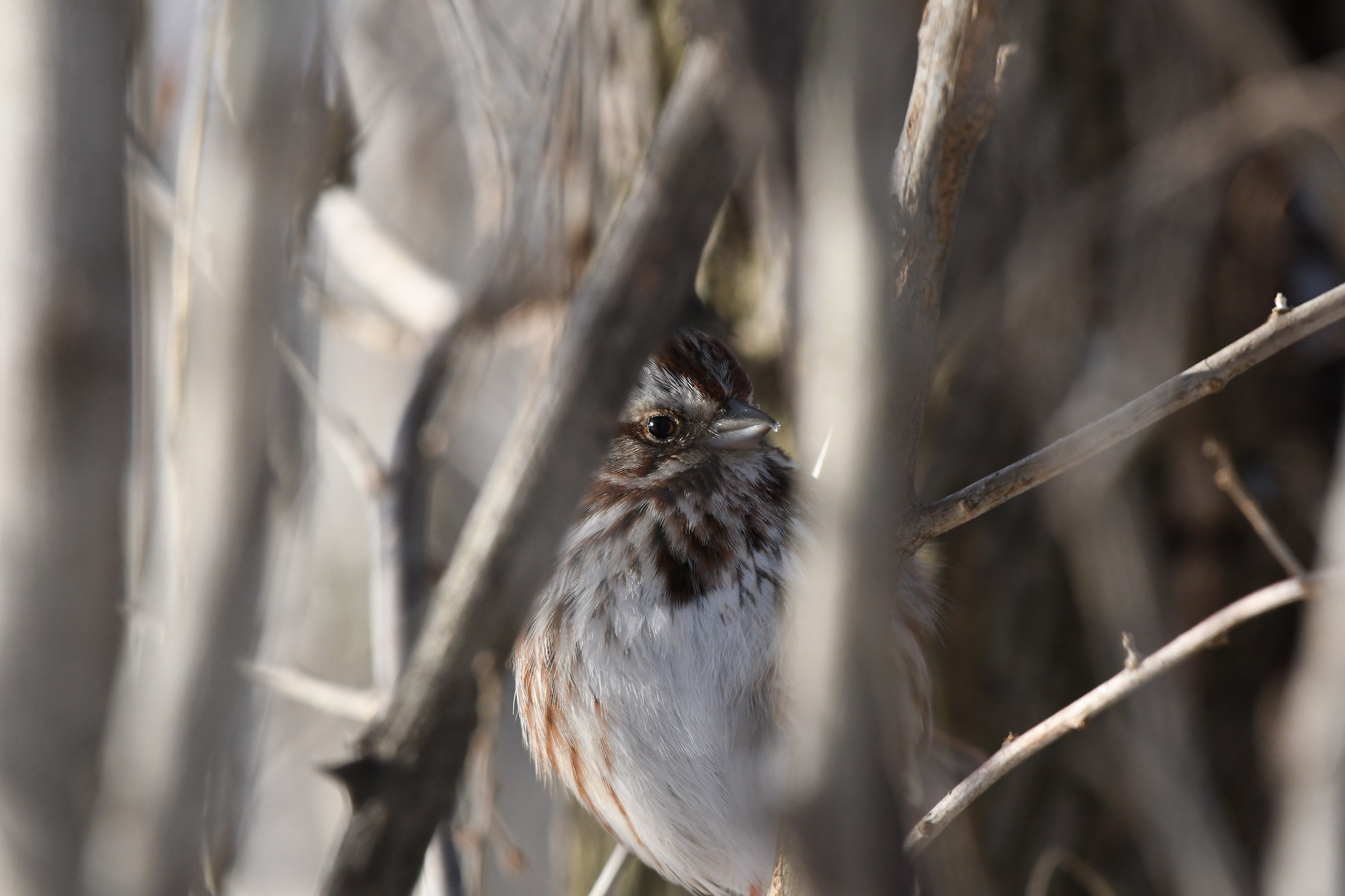 Song Sparrow in the brush