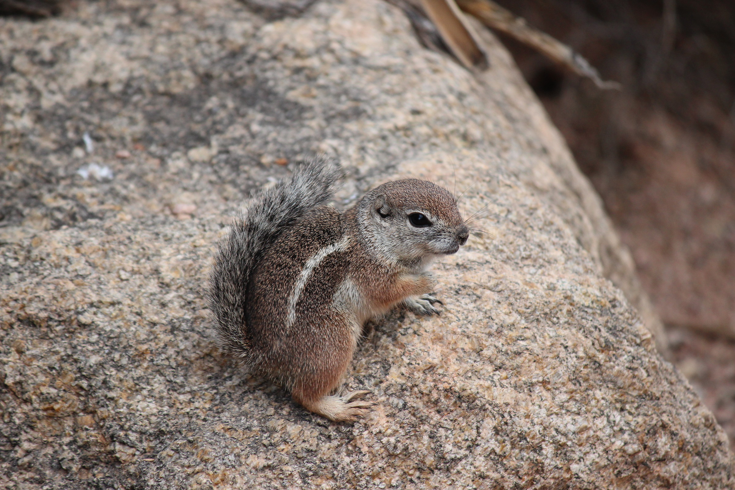 little Harri's antelope squirrel