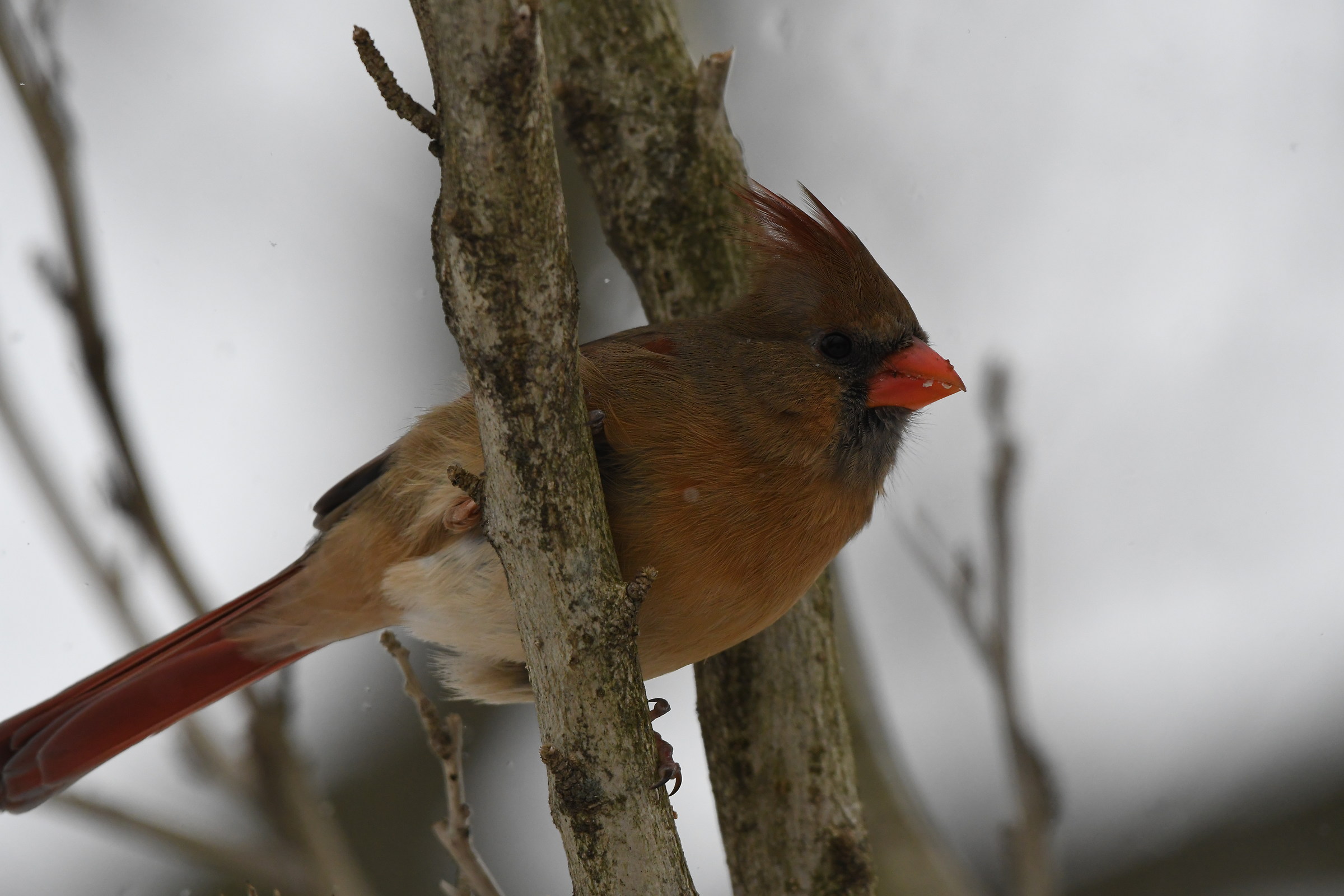 Female Cardinal