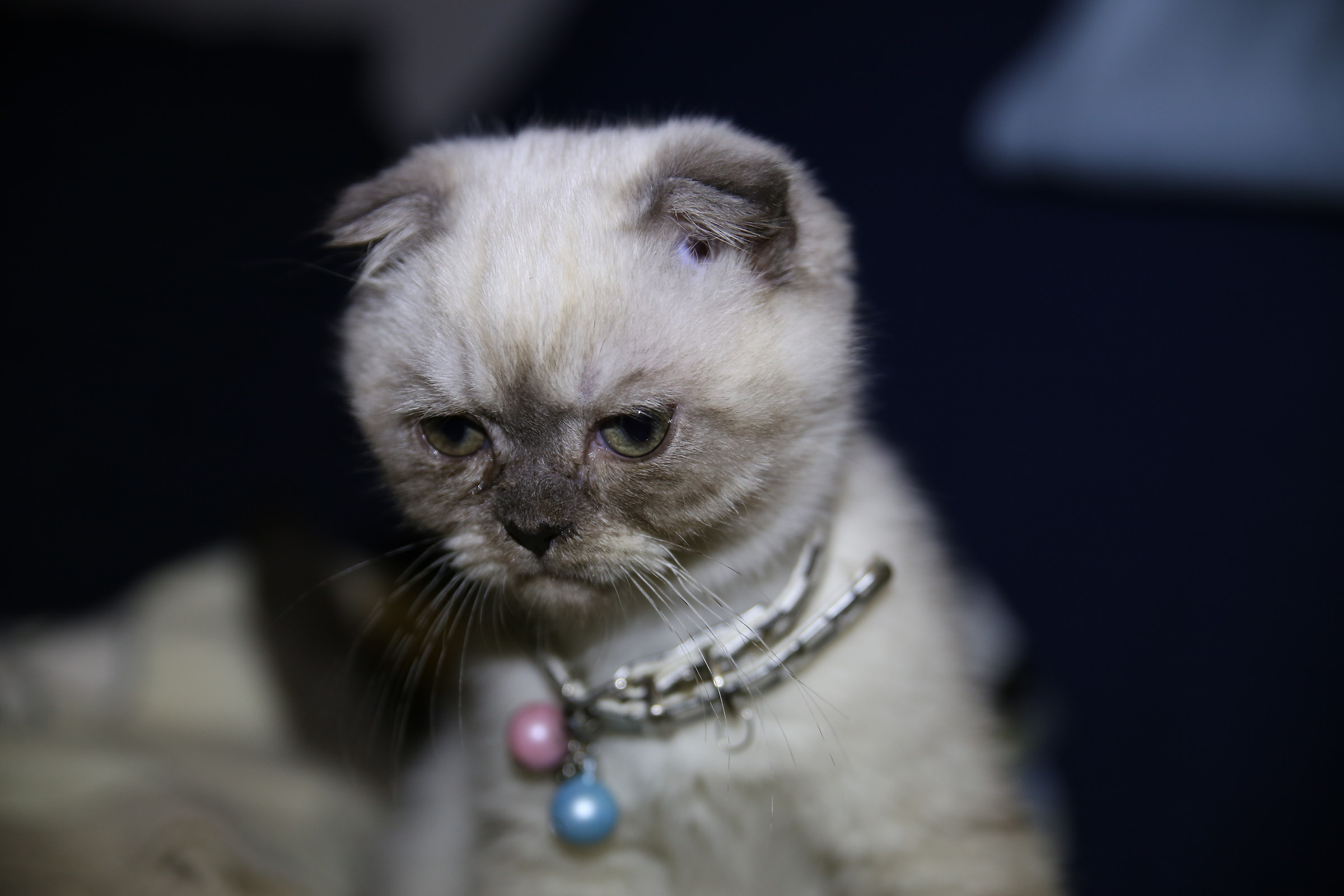 Scottish fold in  "dopo il risveglio"