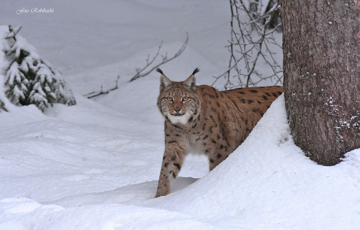 La Lince che spunta....