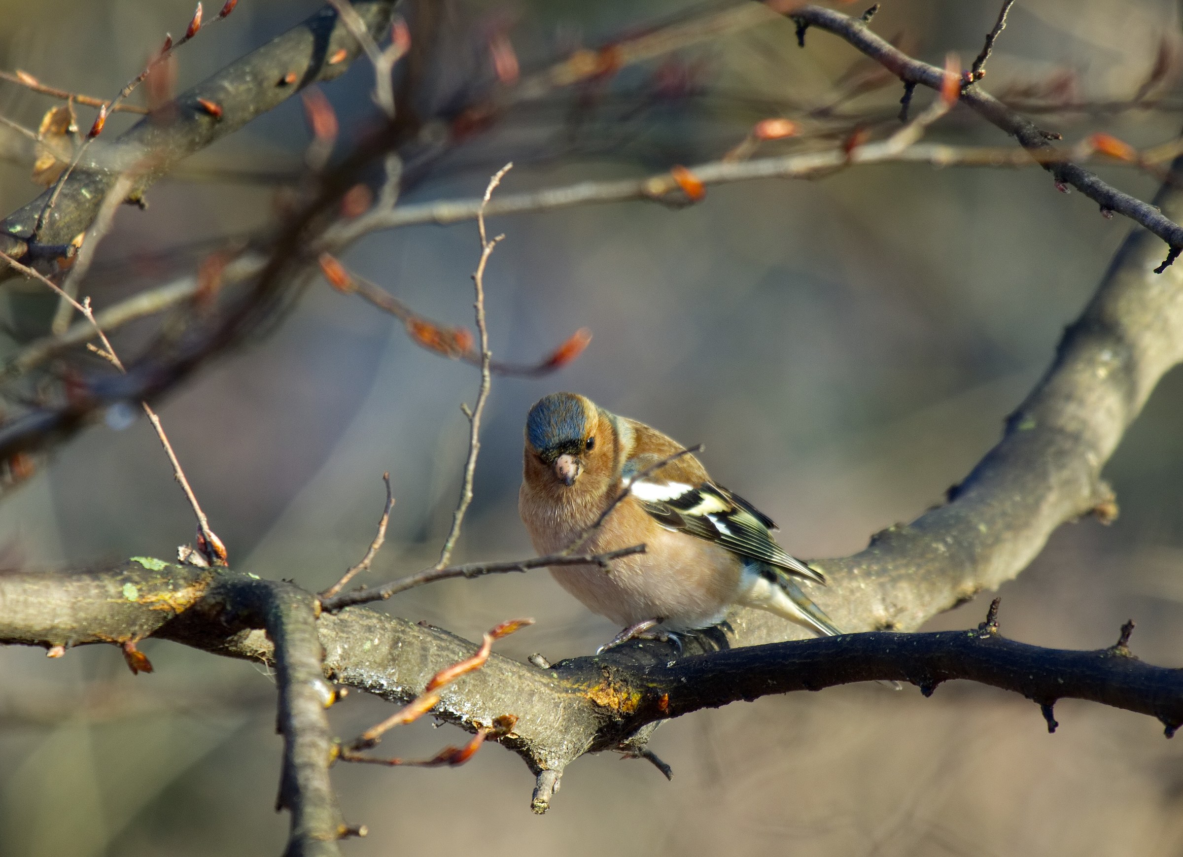 Finches in the branches