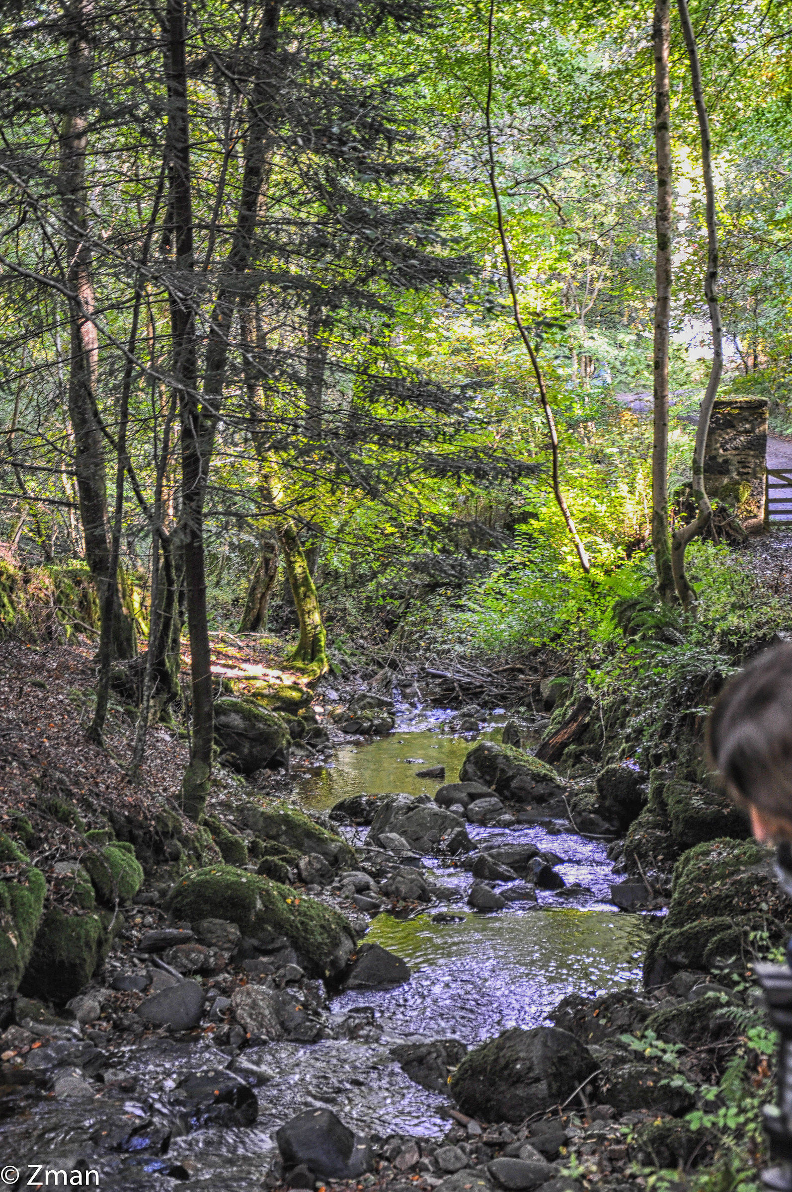 Alberi e un torrente