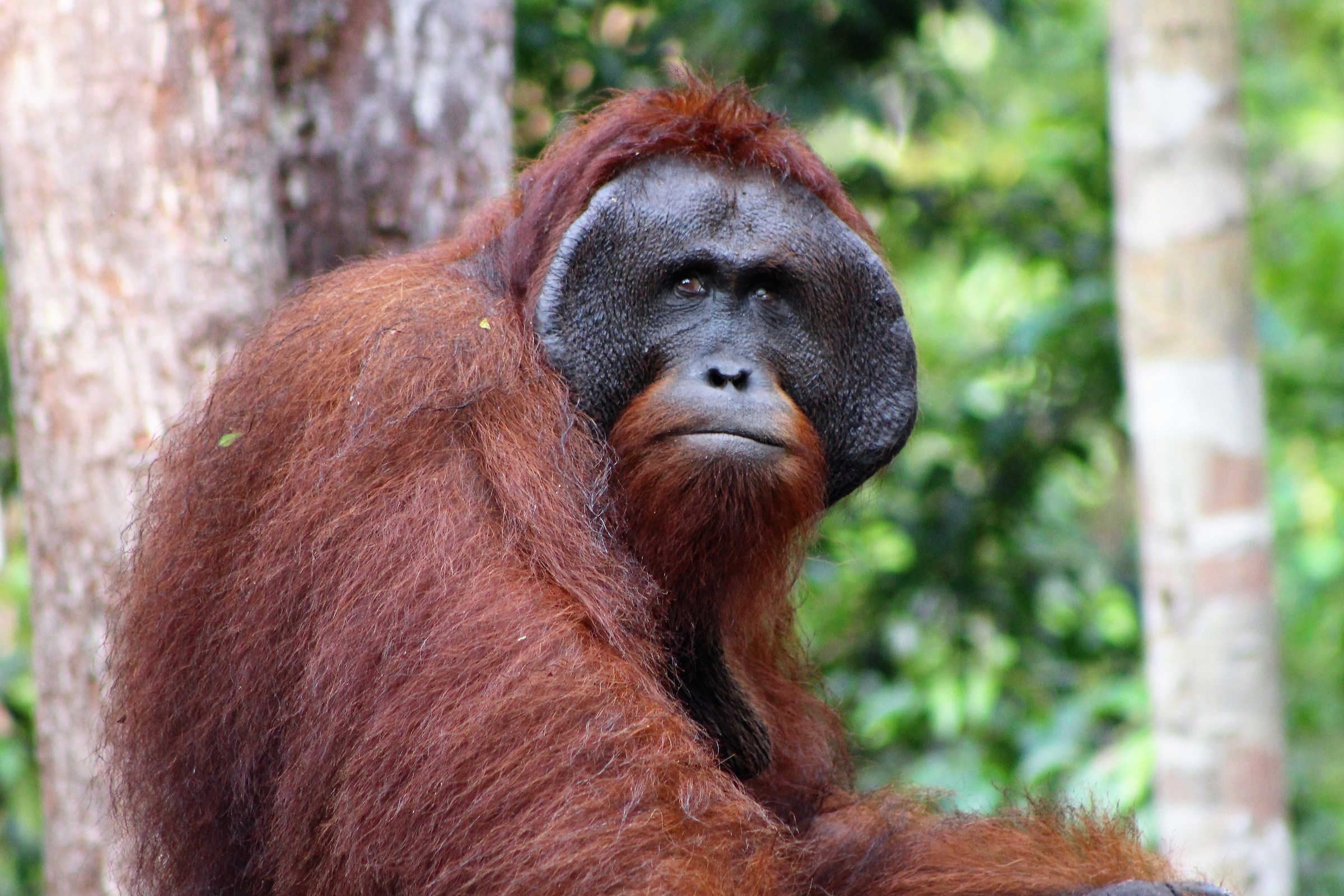 Orangotango dominante (Pongo pygmaeus)