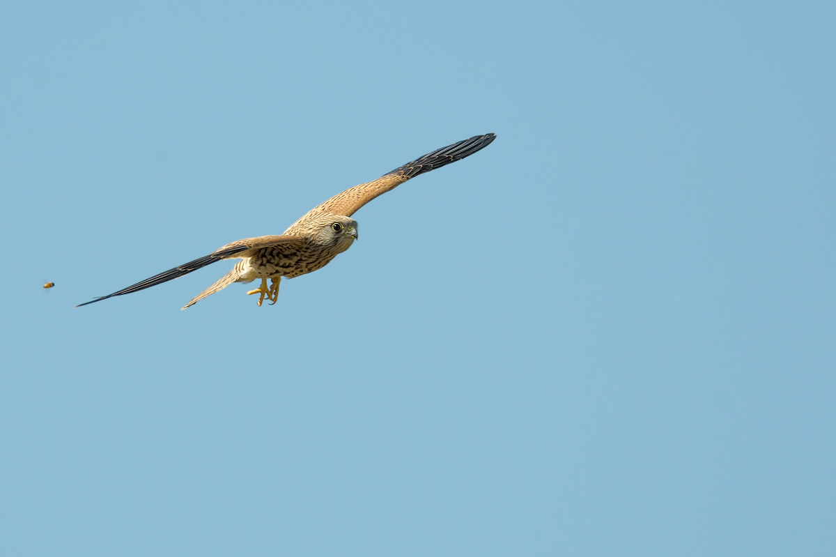 Gheppio (falco tinnunculus)