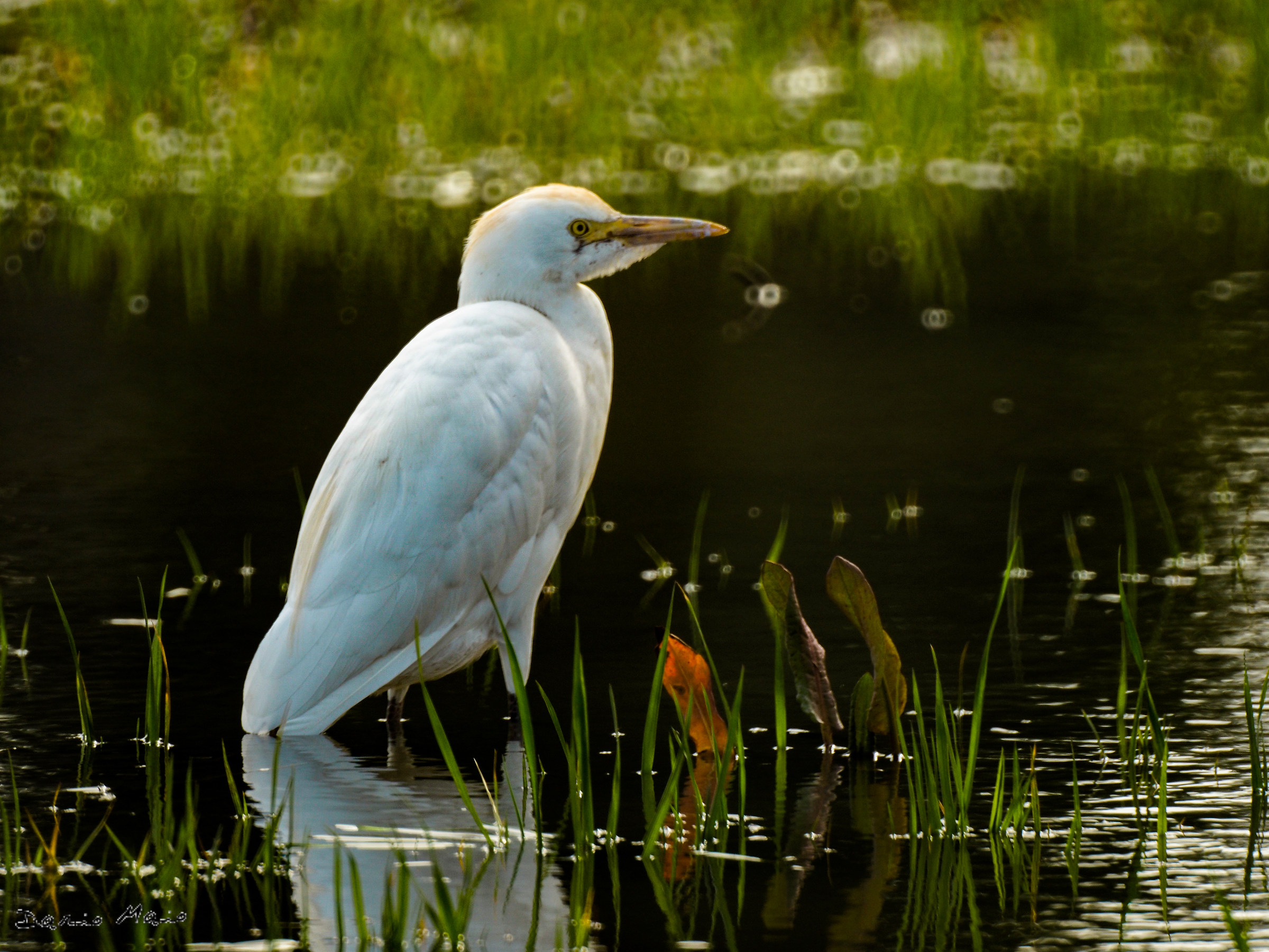 Waiting for the prey.